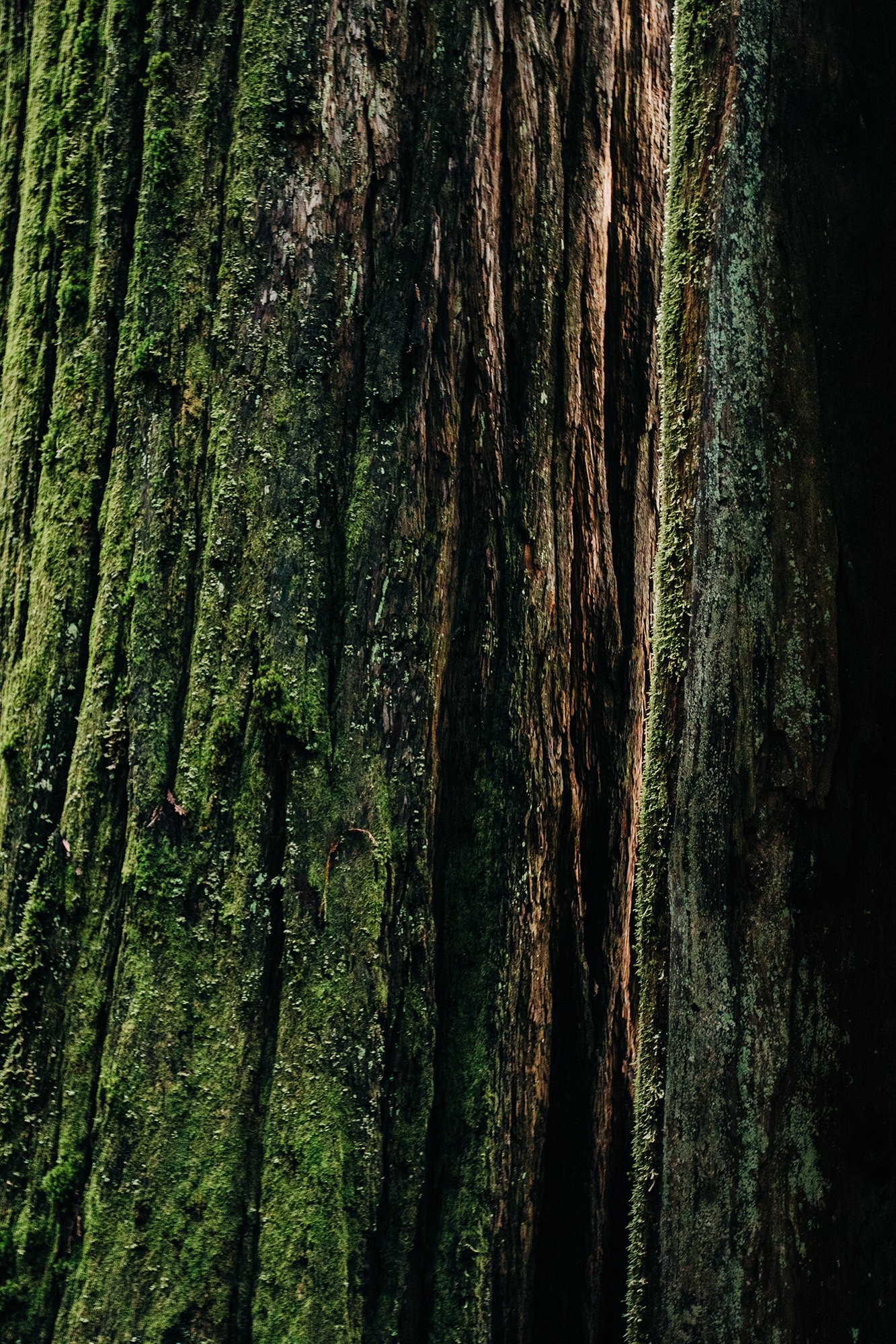 redwoods-33.jpg