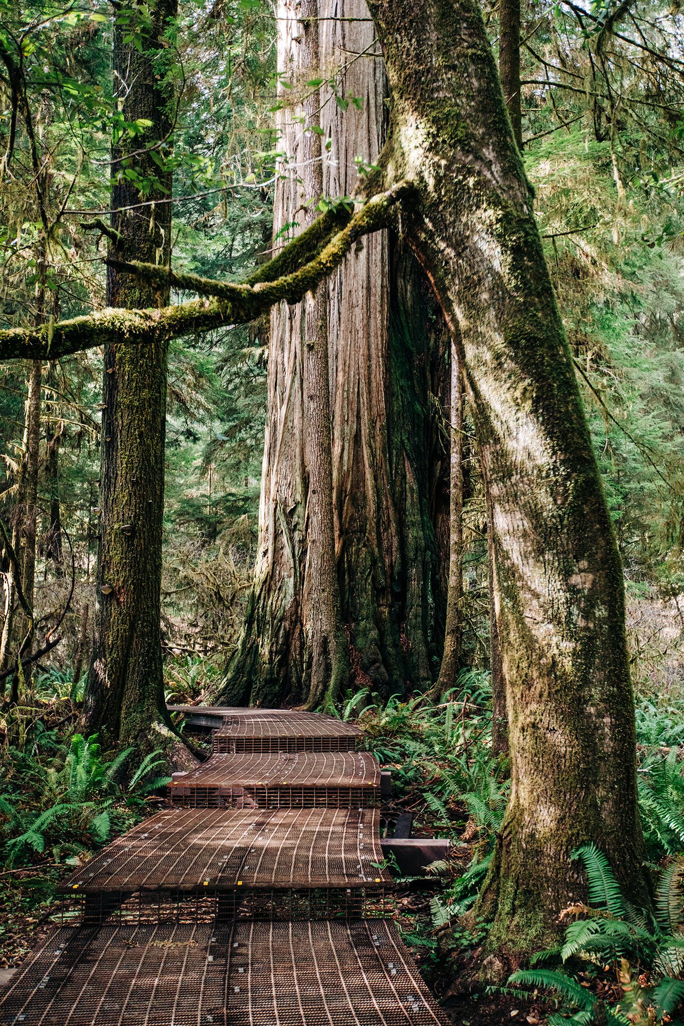 redwoods-37.jpg