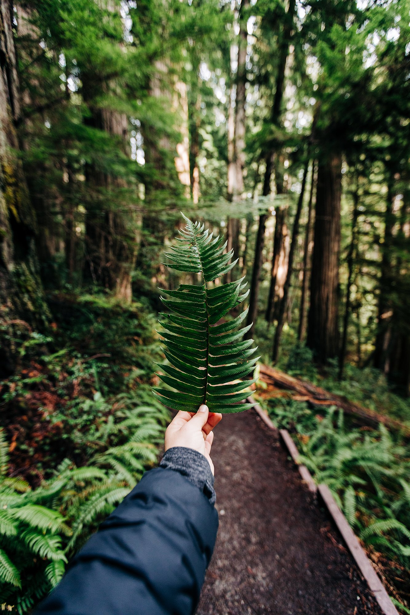 redwoods-38.jpg