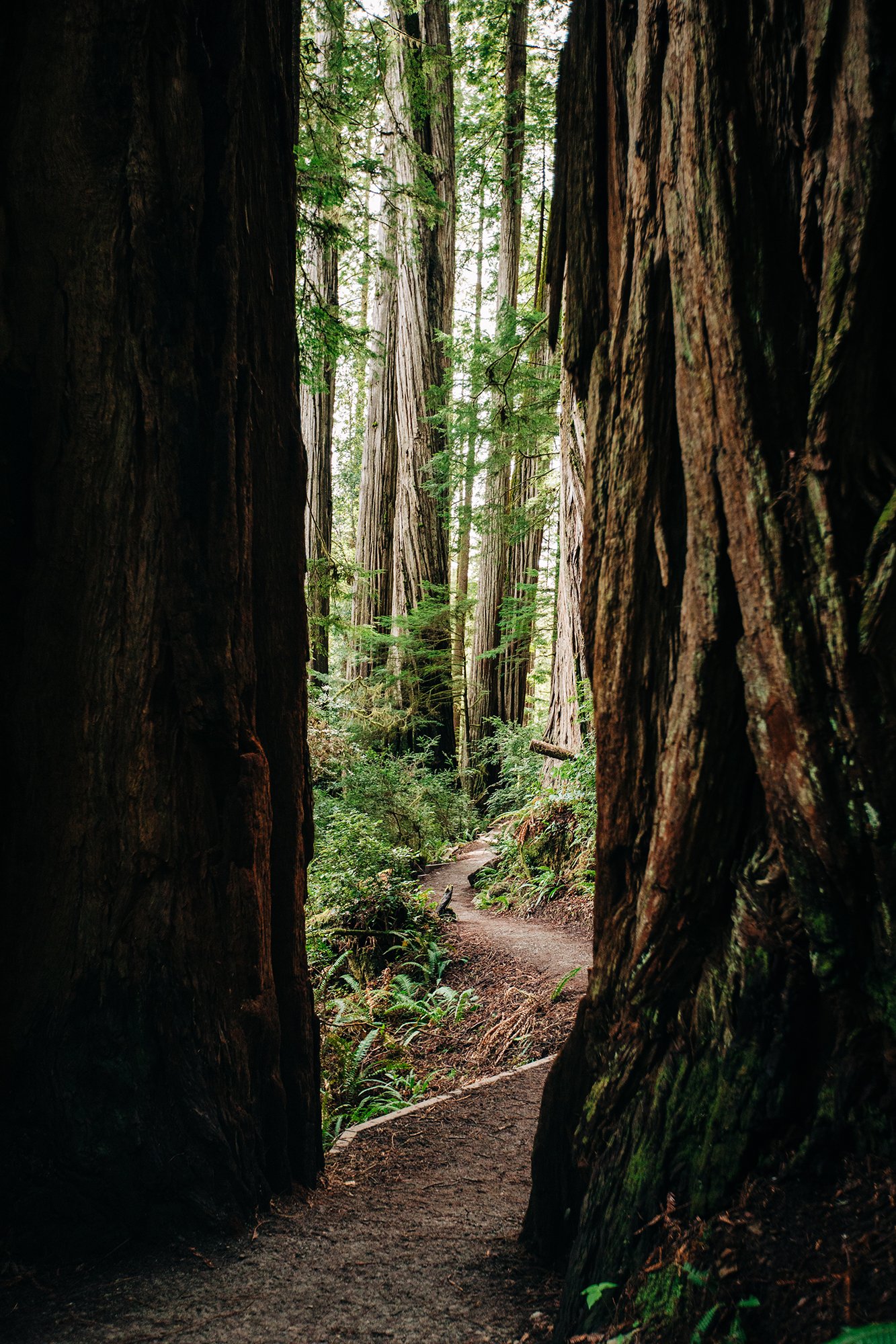redwoods-39.jpg