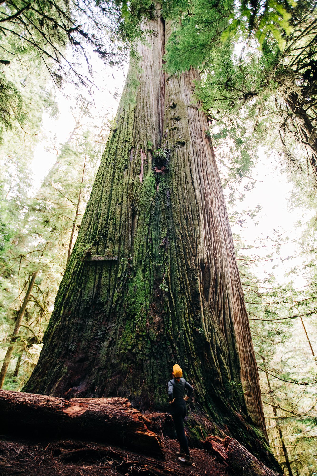 redwoods-44.jpg