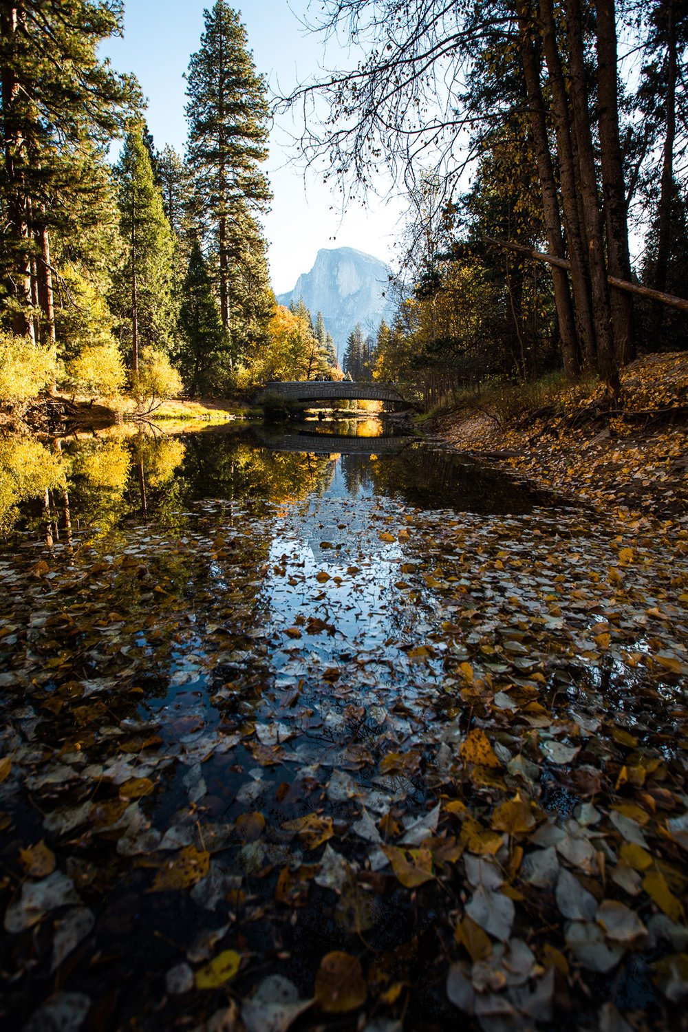 A view of Half Dome from a river with fallen leaves.