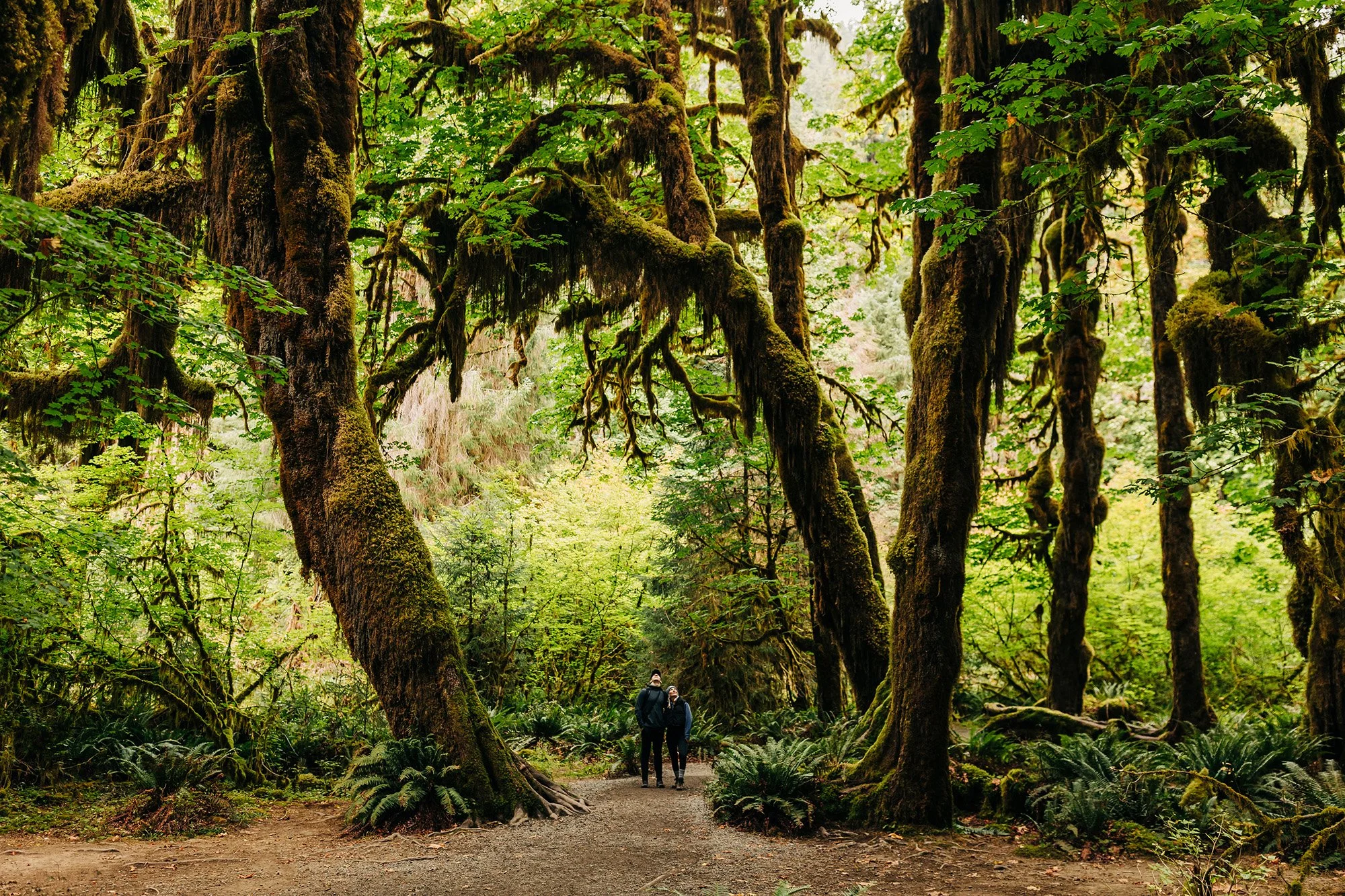 An Olympic National Park Proposal