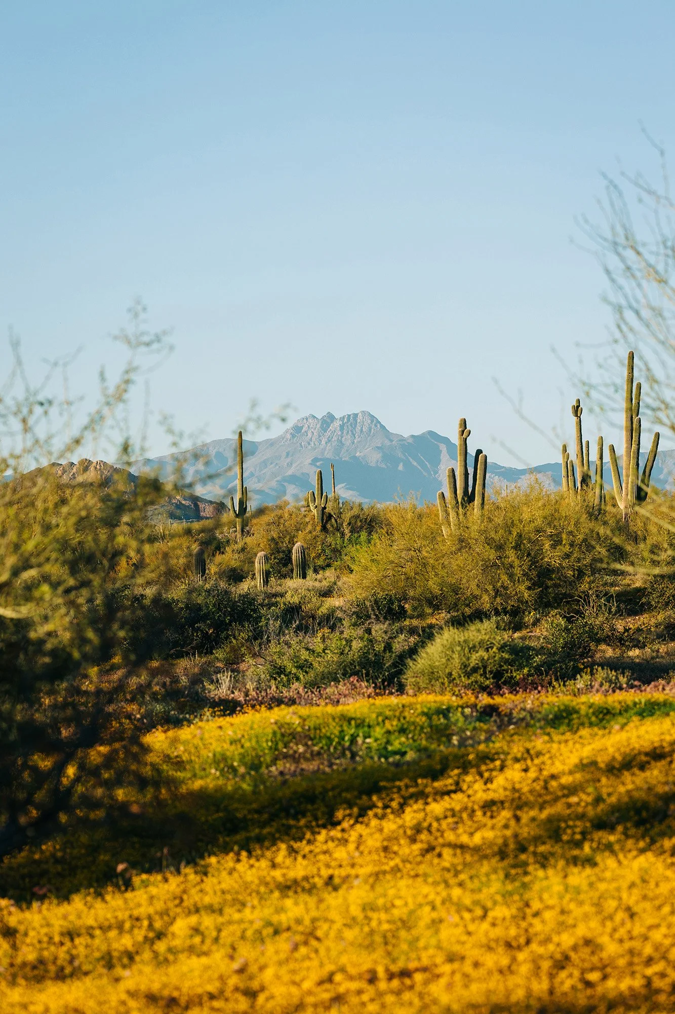 spring-lost-dutchman-wedding-65.jpg