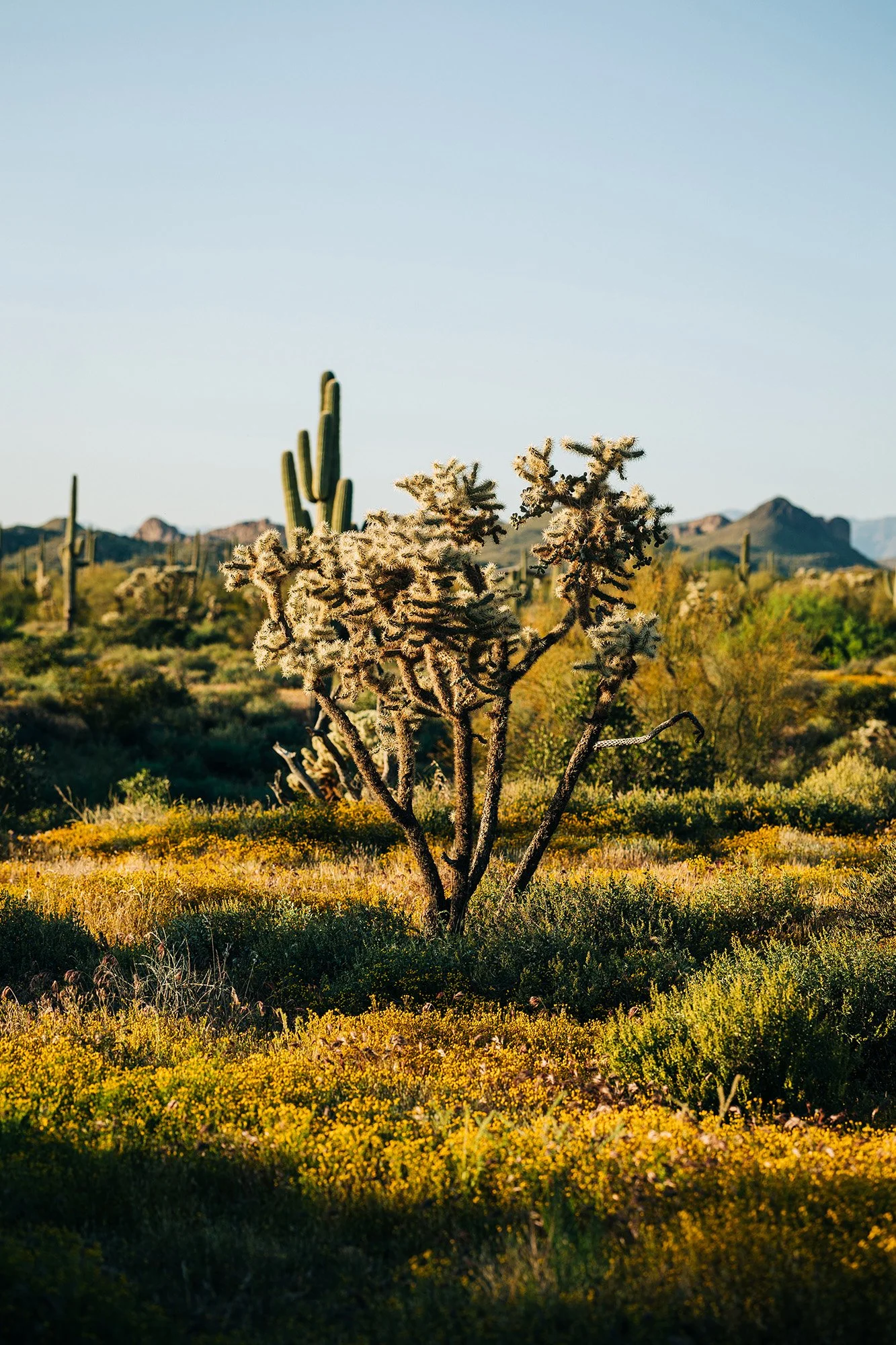 spring-lost-dutchman-wedding-66.jpg