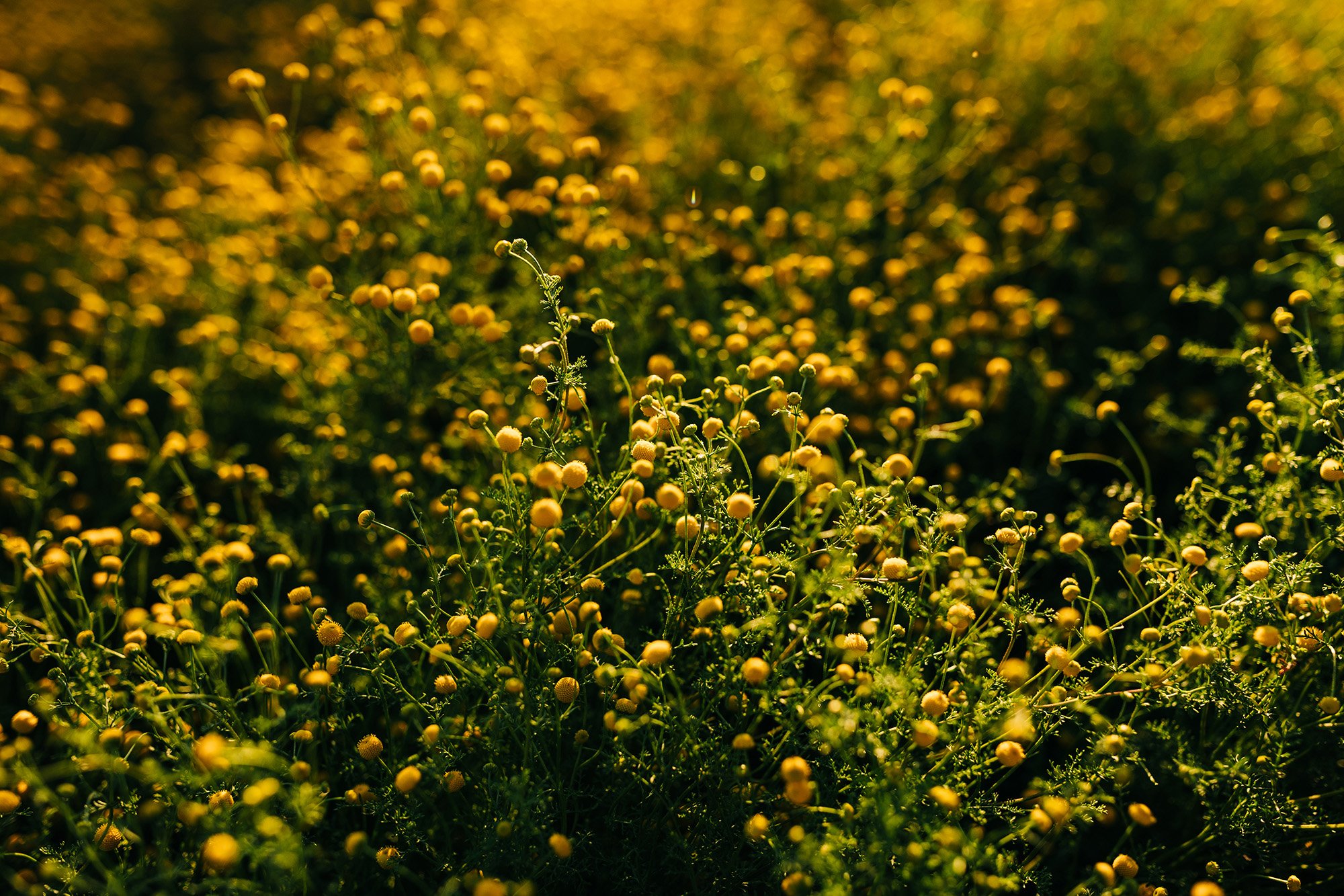spring-lost-dutchman-wedding-67.jpg