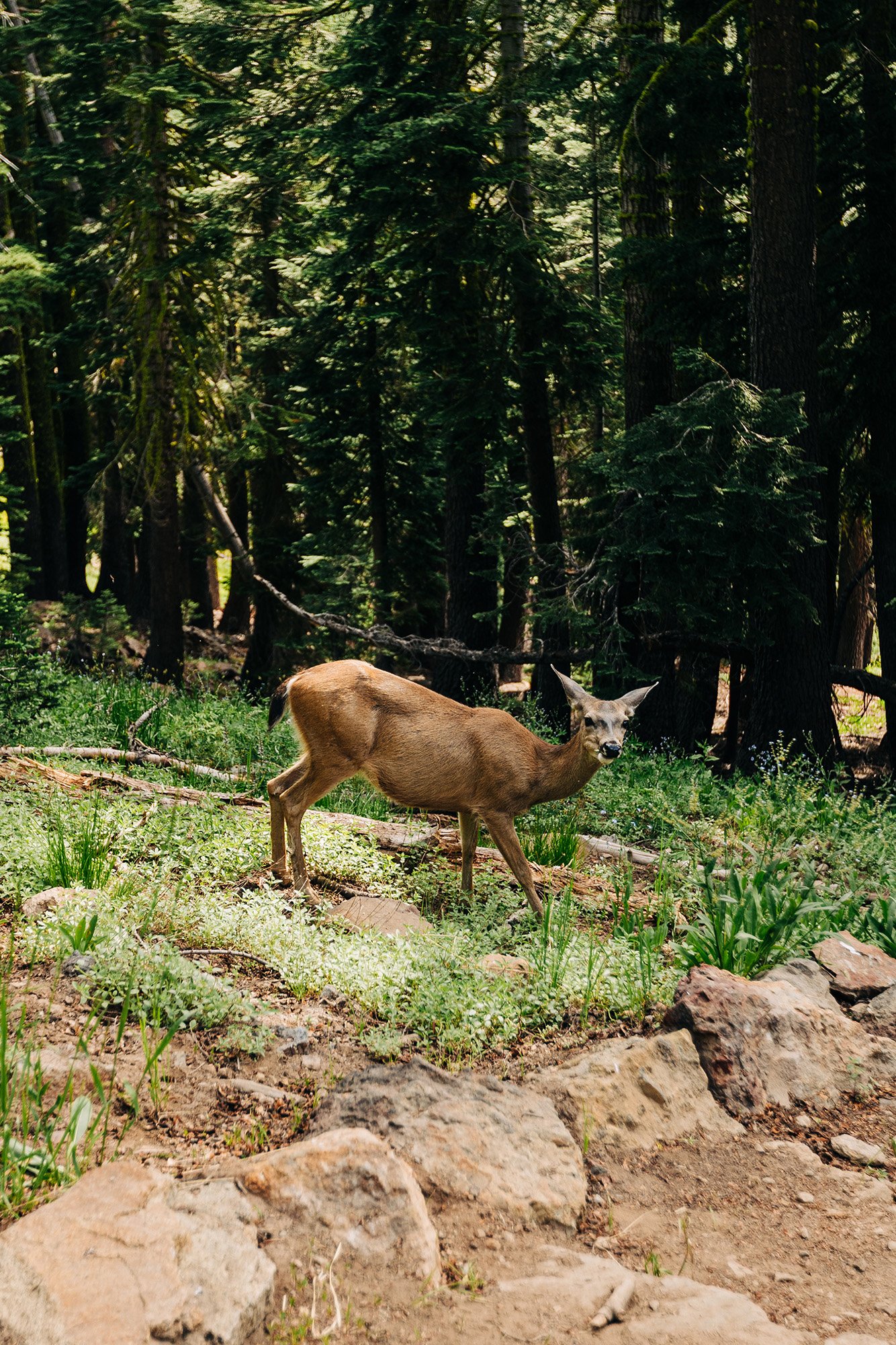 how-elope-lassen-volcanic-national-park-4.jpg