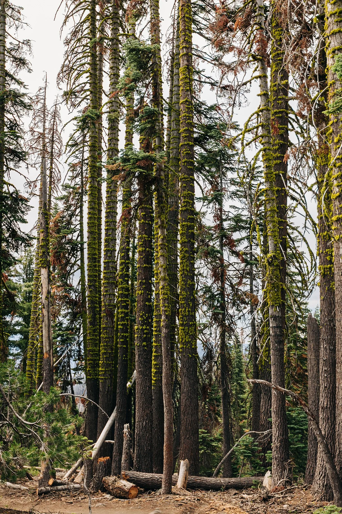 how-elope-lassen-volcanic-national-park-7.jpg
