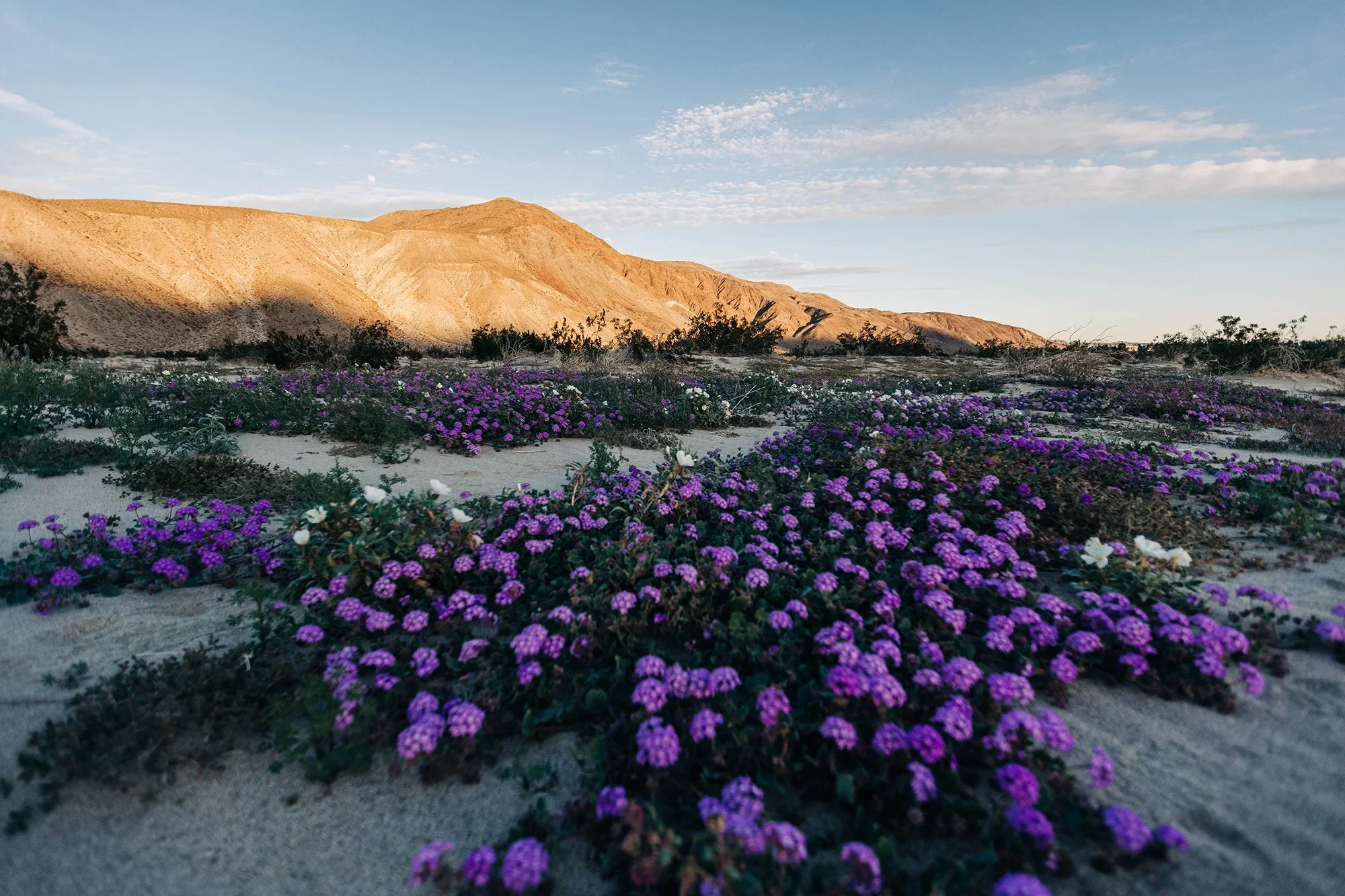 How to Elope in Anza-Borrego Desert State Park