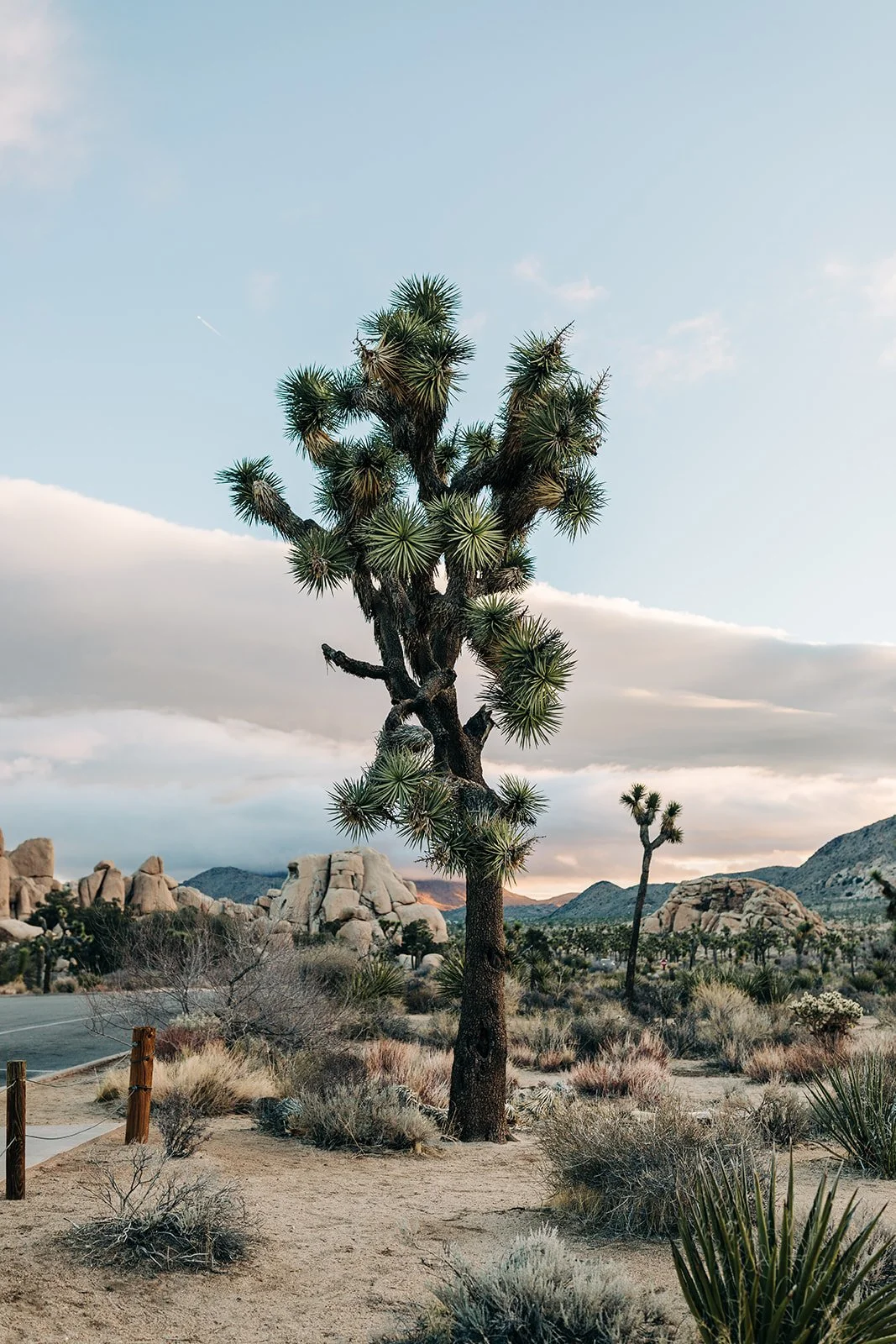 joshua-tree-couples-session-1.jpg