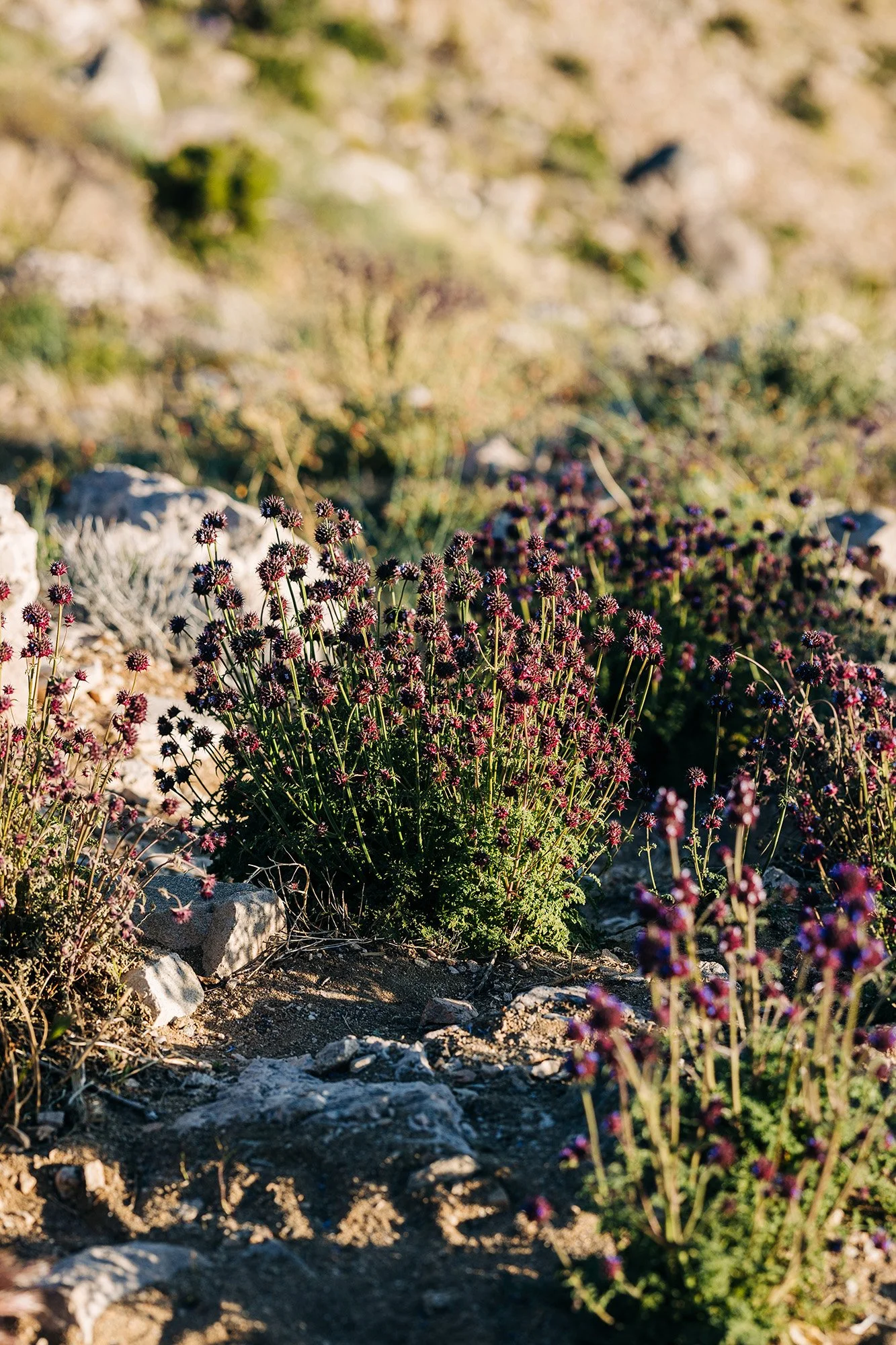 split-rock-elopement-with-friends-91.jpg