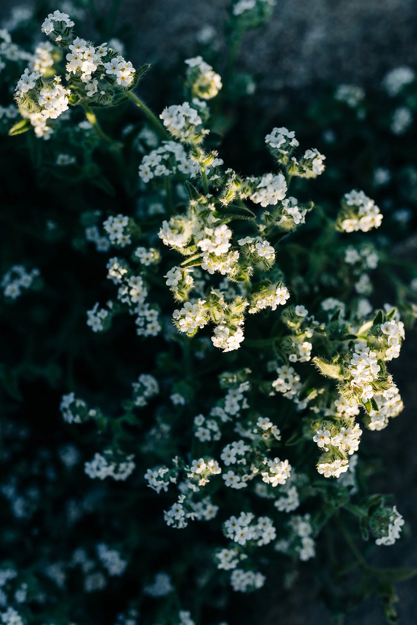 split-rock-elopement-with-friends-95.jpg