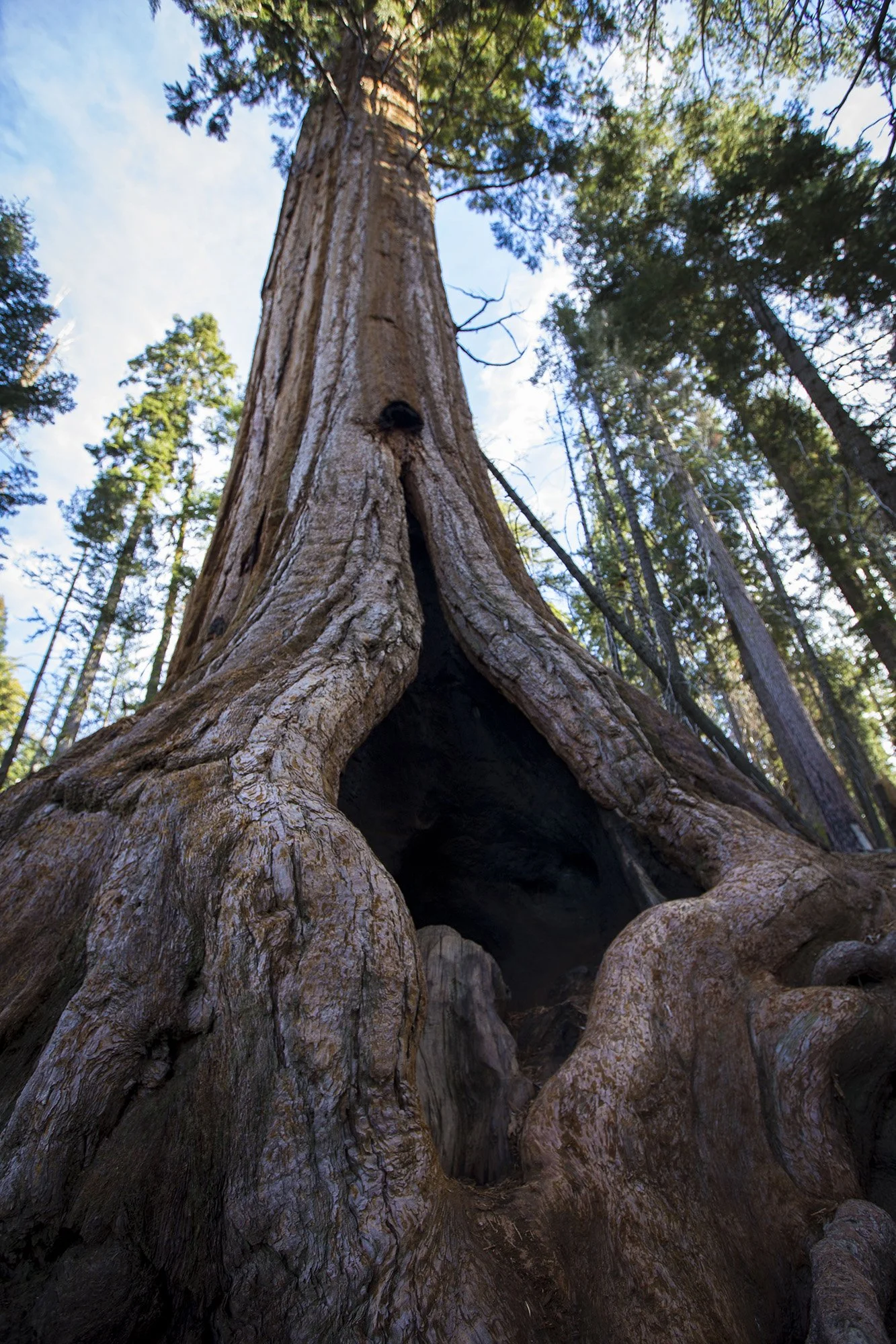 how-elope-sequoia-national-park-9.jpg
