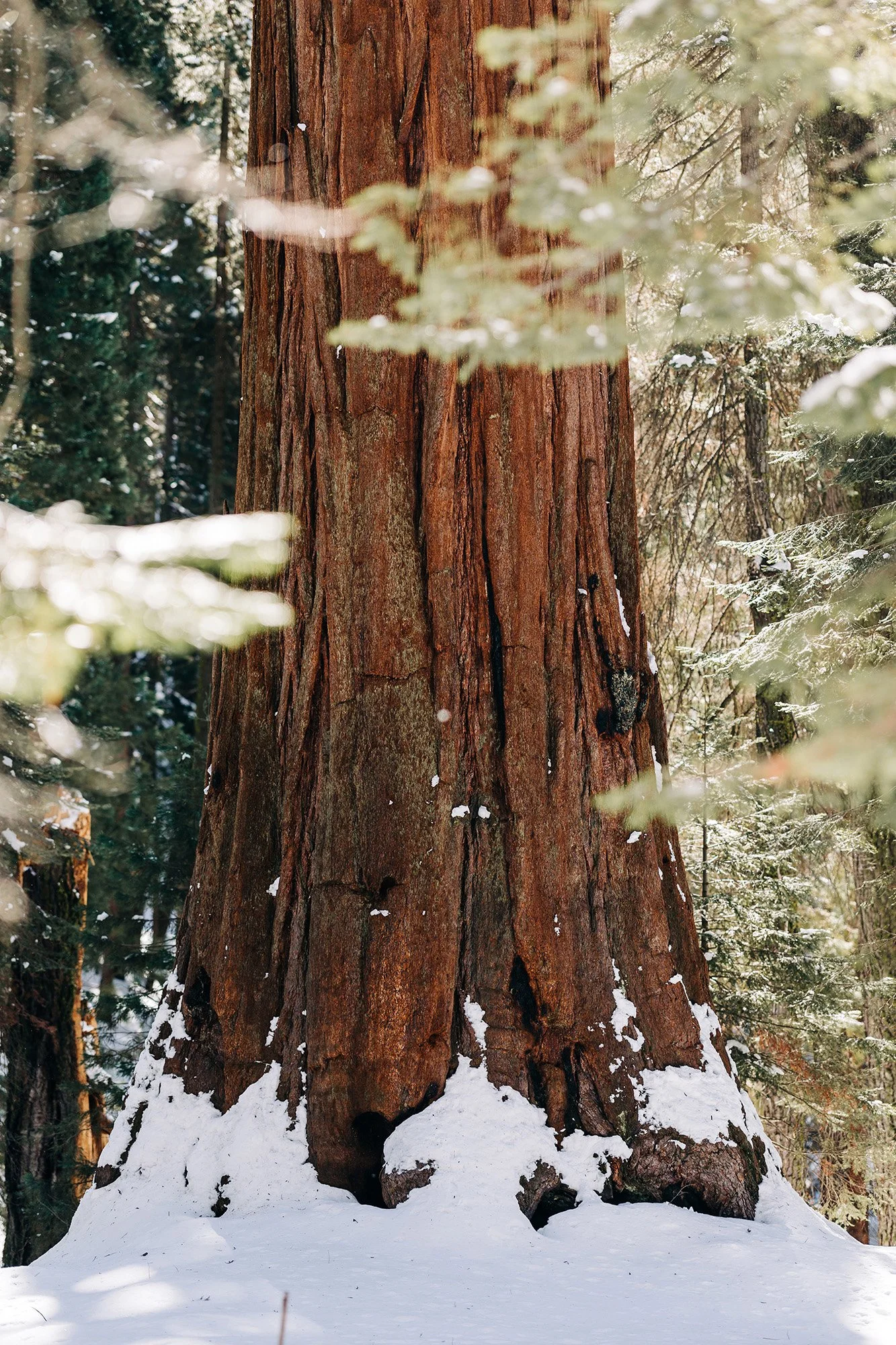 how-elope-sequoia-national-park-11.jpg