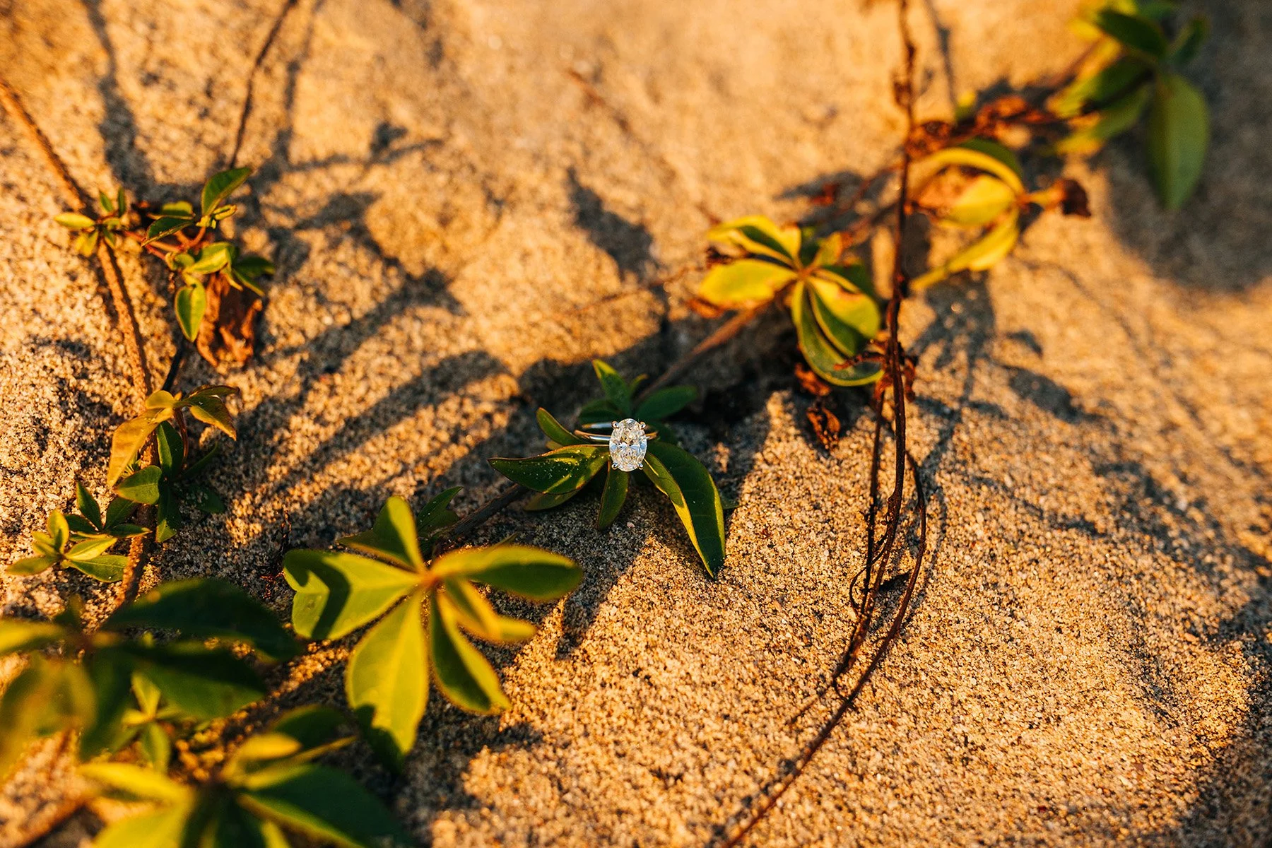 laguna-beach-proposal-photos-39.jpg