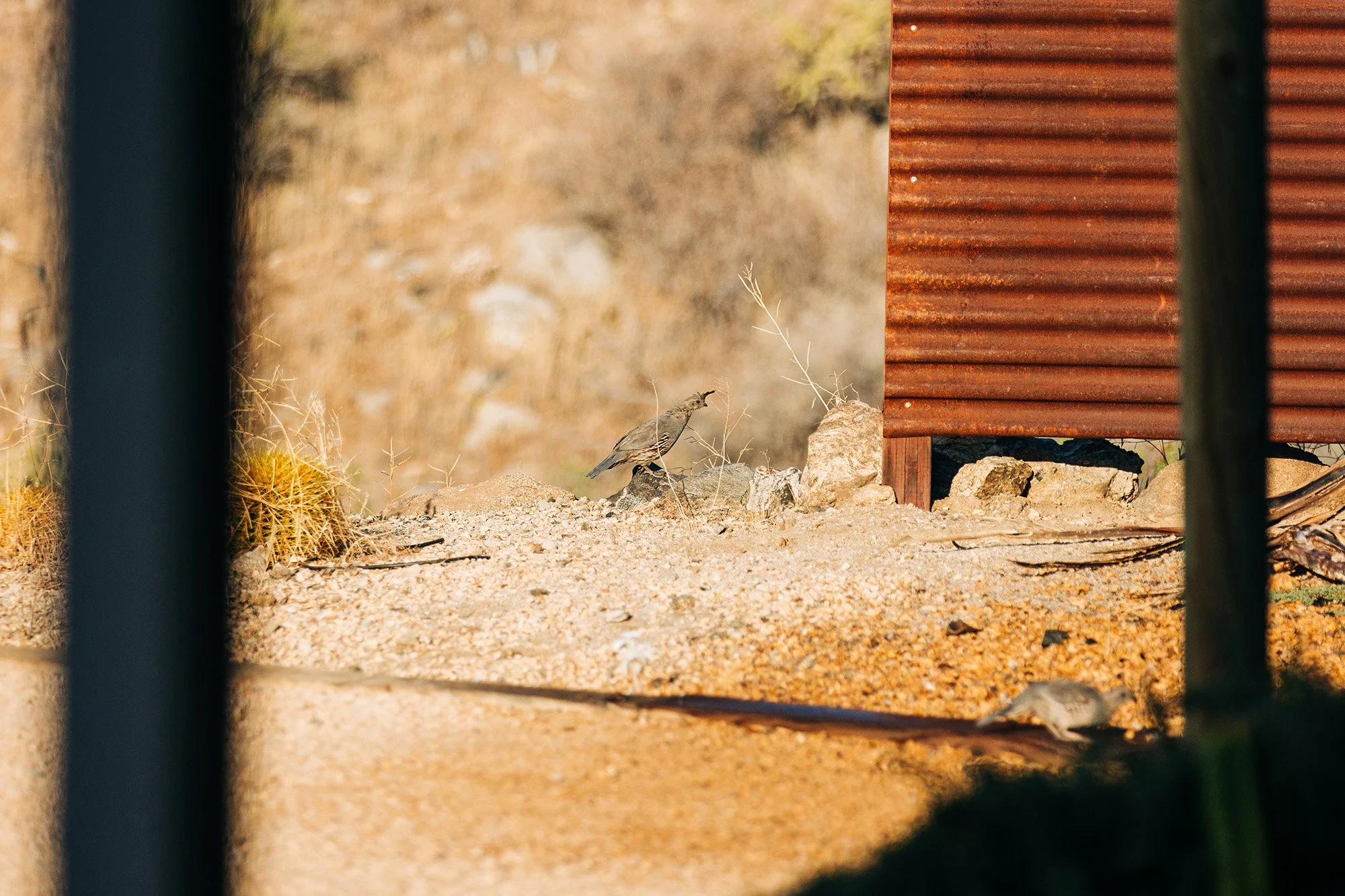 simple-sunrise-elopement-morongo-valley-39.jpg