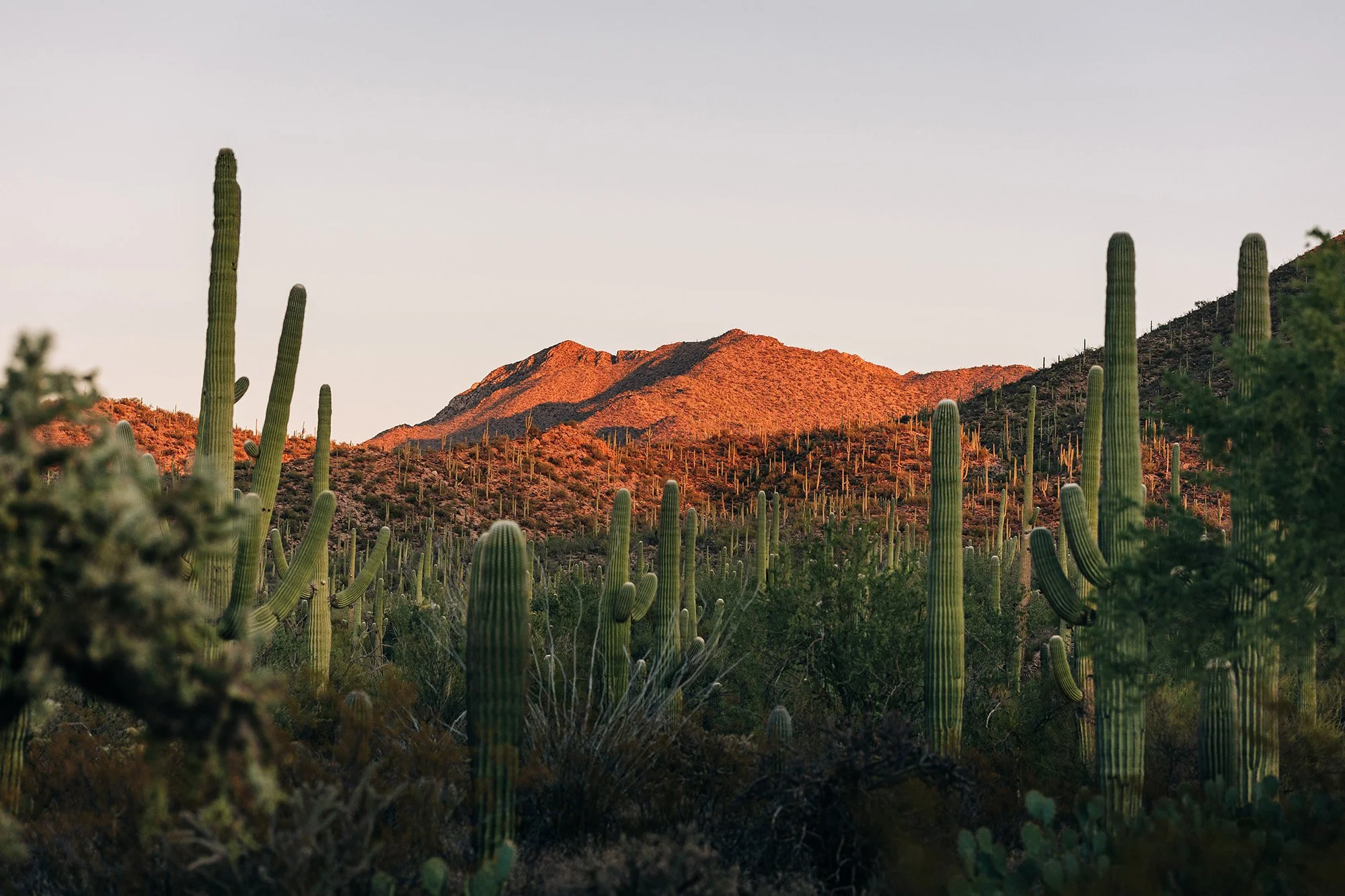 emotional-intimate-religious-wedding-saguaro-national-park-94.jpg