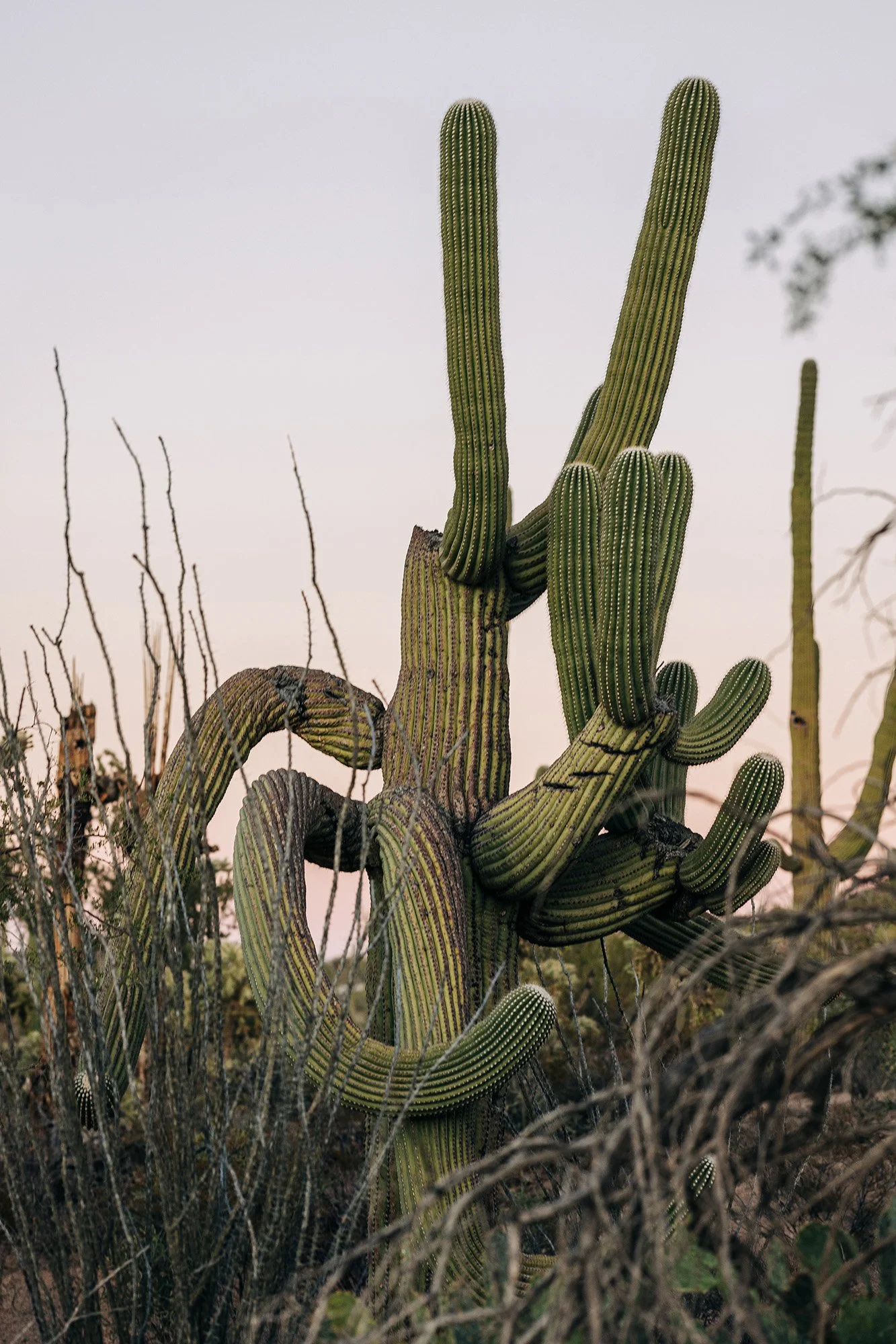 emotional-intimate-religious-wedding-saguaro-national-park-97.jpg