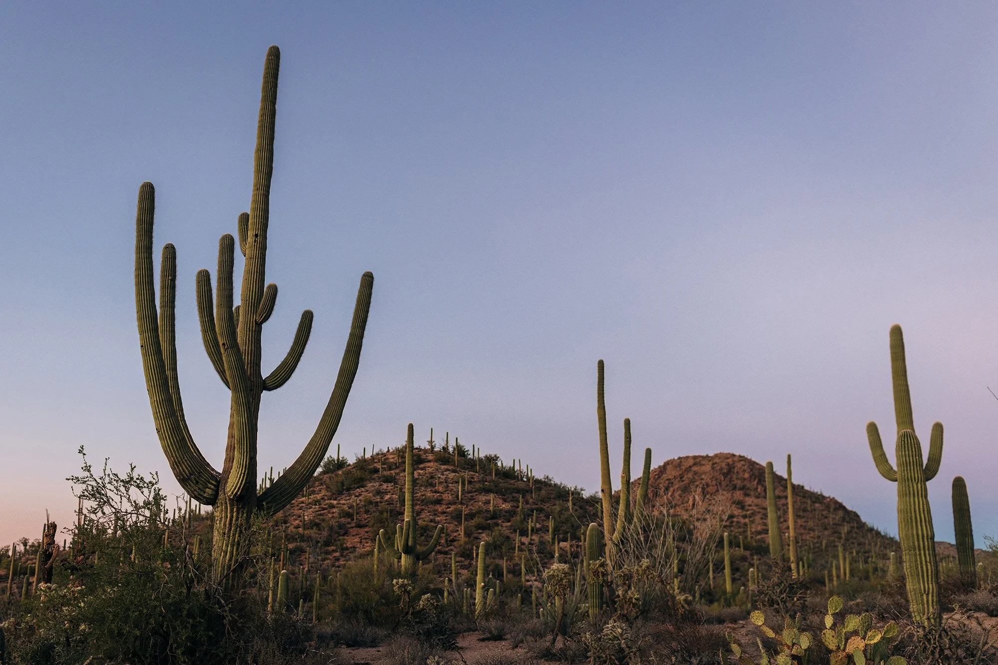 emotional-intimate-religious-wedding-saguaro-national-park-98.jpg