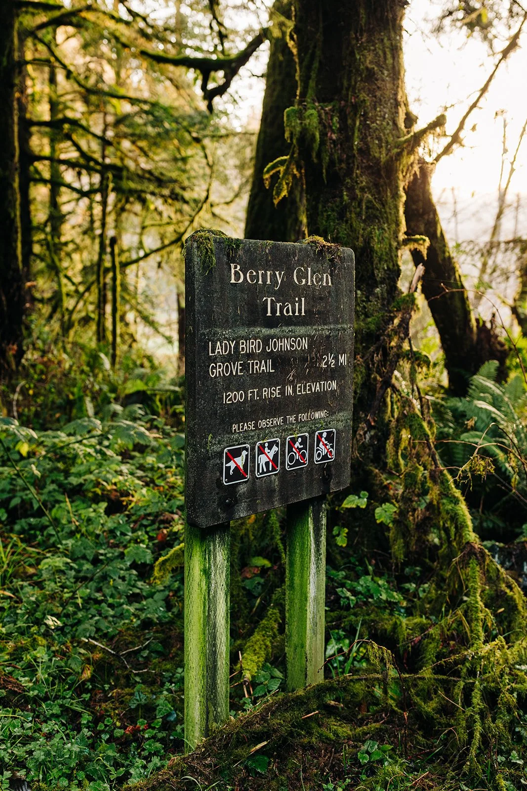 secret-redwoods-national-park-elopement-84.jpg