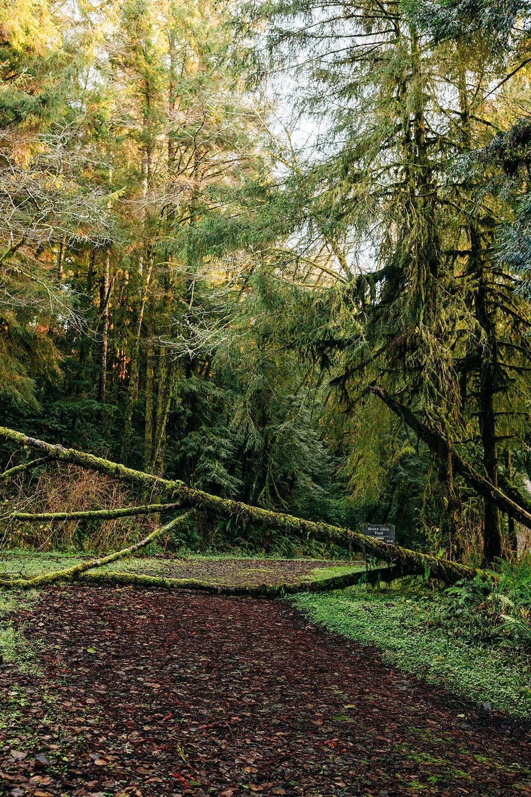 secret-redwoods-national-park-elopement-86.jpg