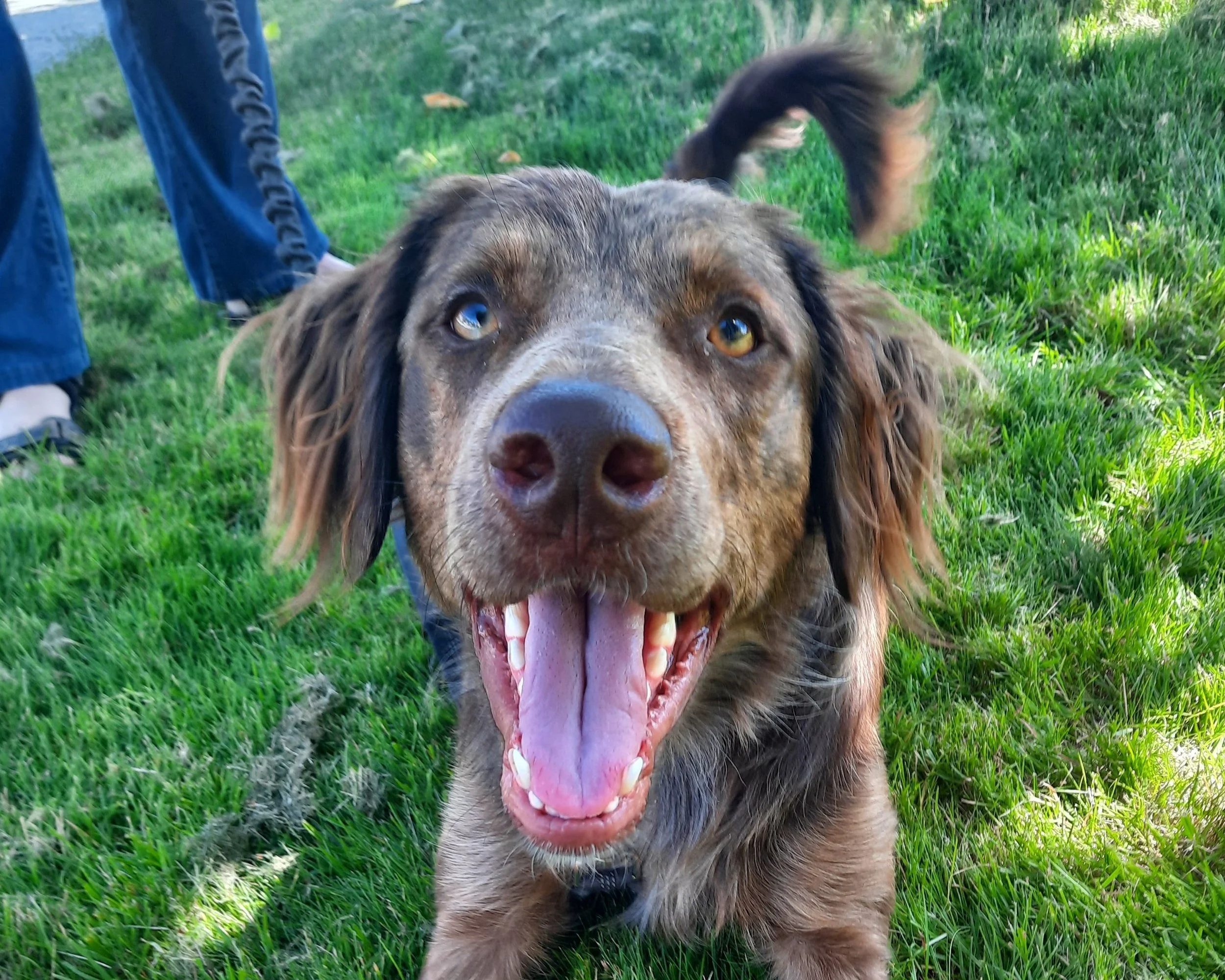 Chocolate Aussiedor