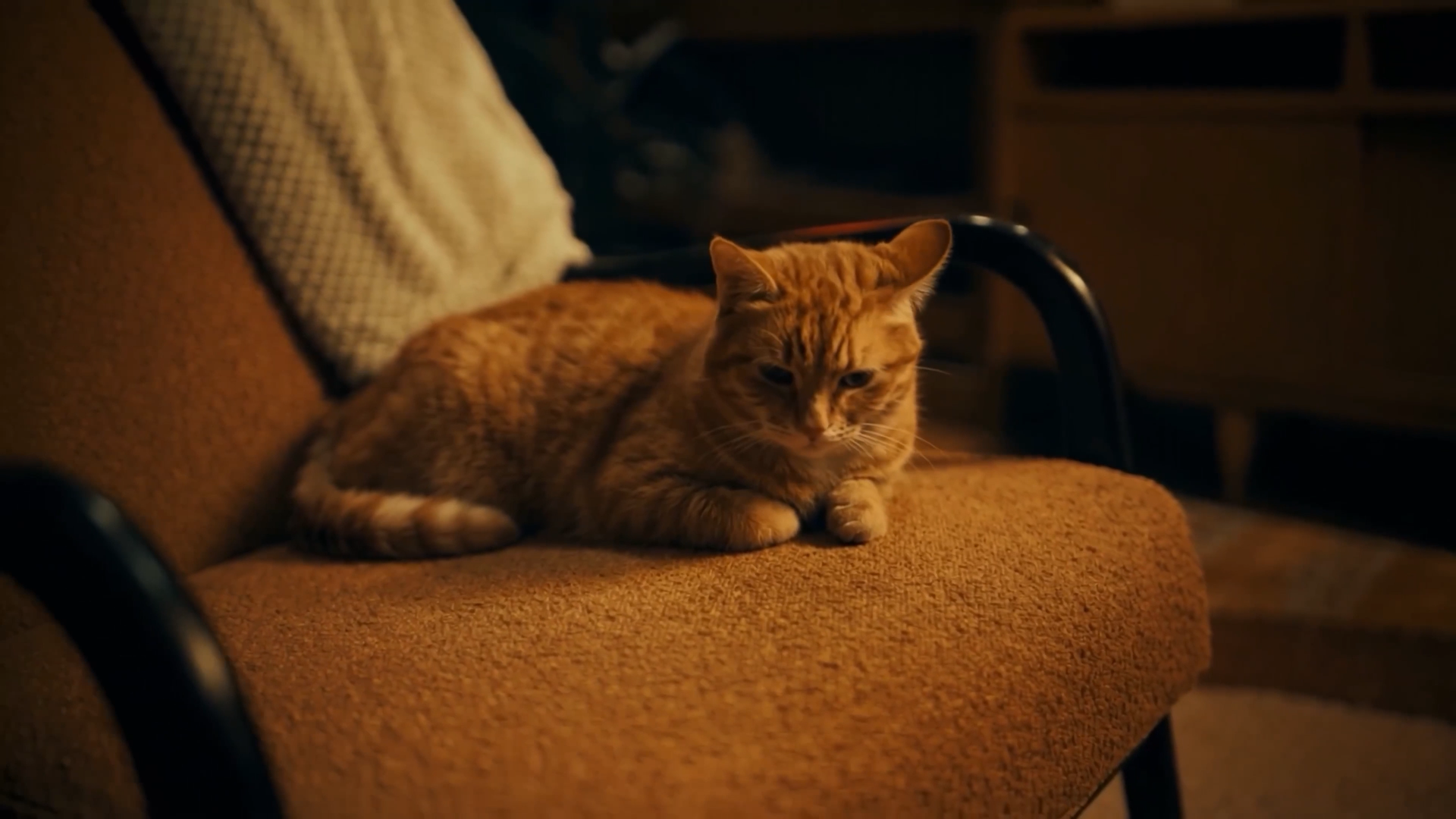Alimiau - Alimento Para Gatos