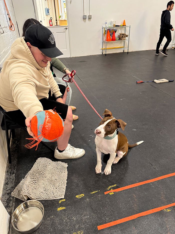 Puppy training class in Chicago learning basic skills