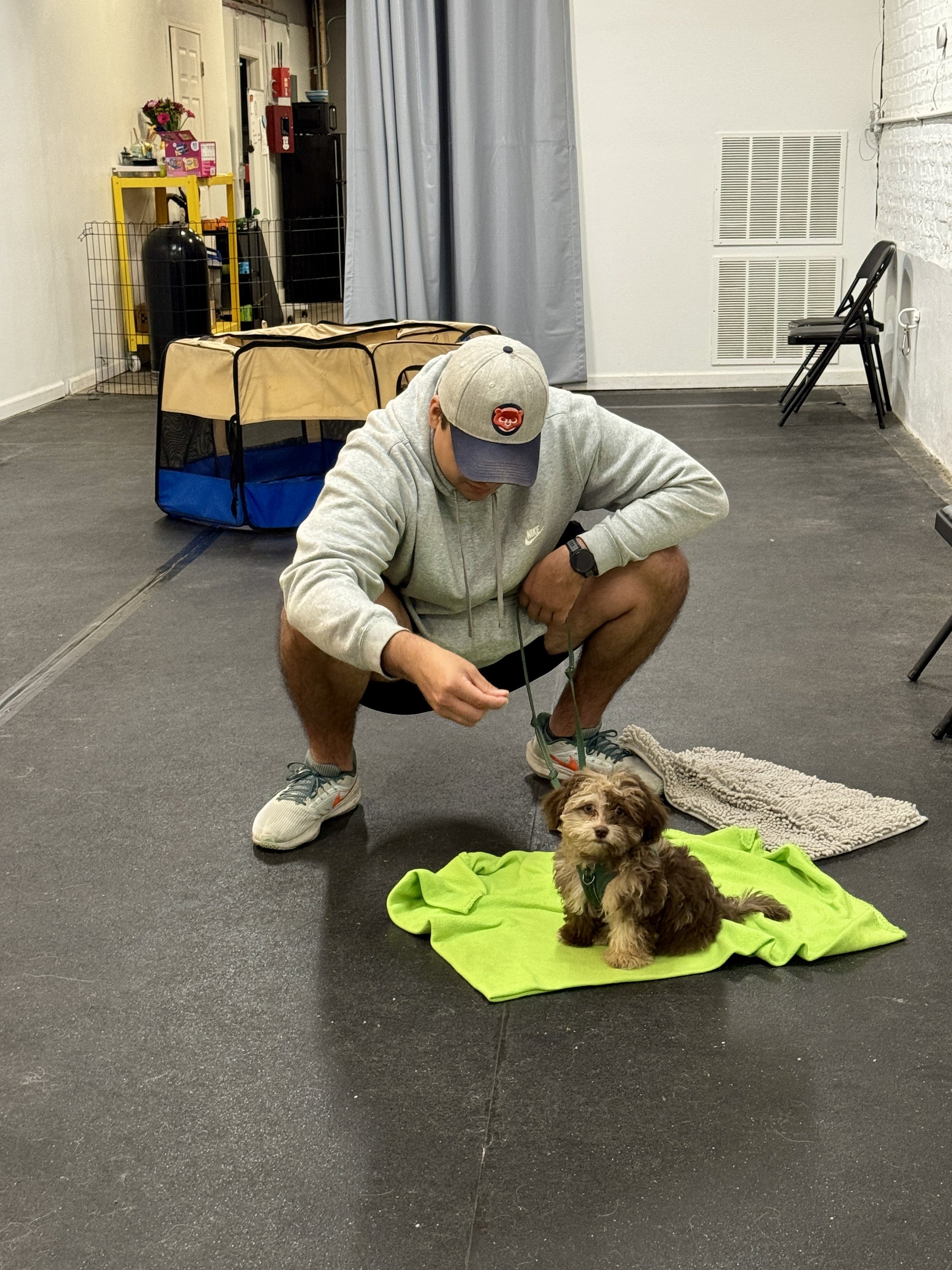 Breeder puppy learning leash skills indoors with a dog trainer