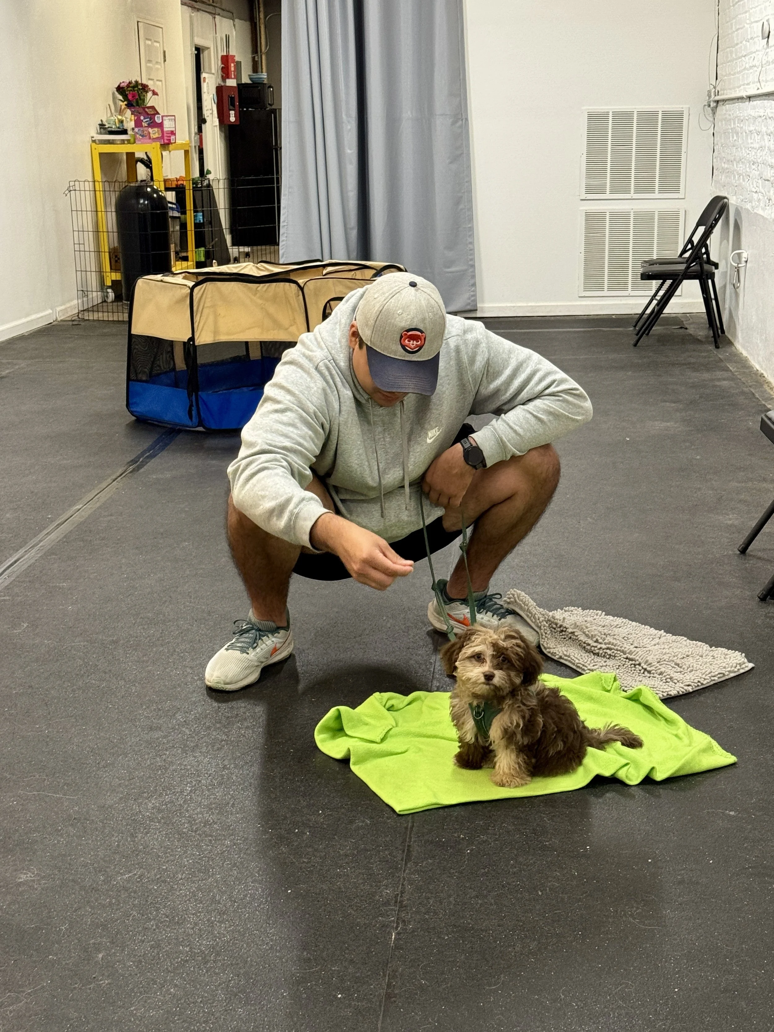 A man crouching to reward a small fluffy puppy on a green mat during a group dog training session in Chicago.