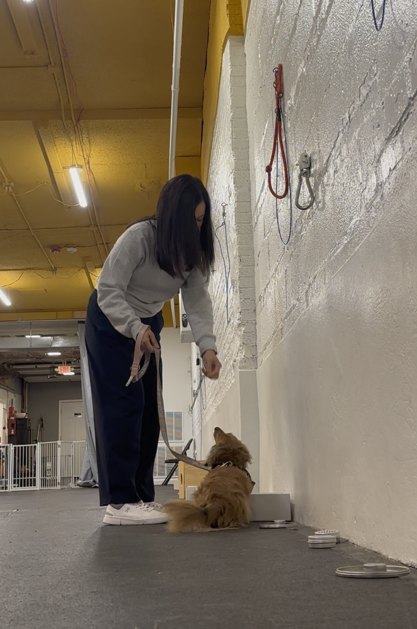 Dog using its nose to search for treats in a simple nosework setup at home