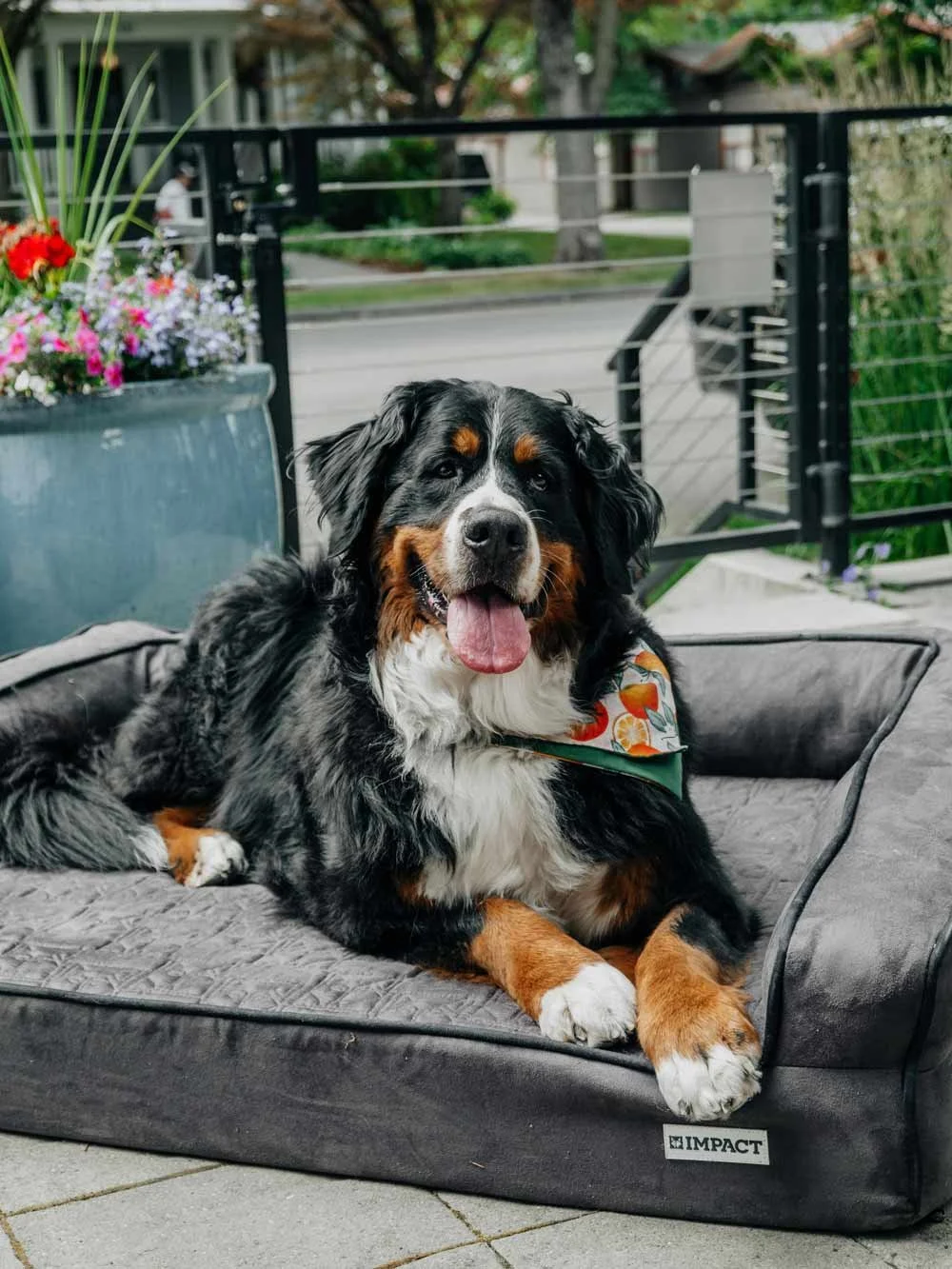 Large dog resting indoors during home manners and daily routine training.