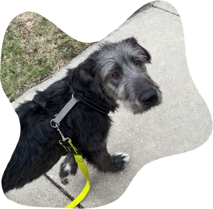 Dog practicing leash walking skills during training walk in Chicago