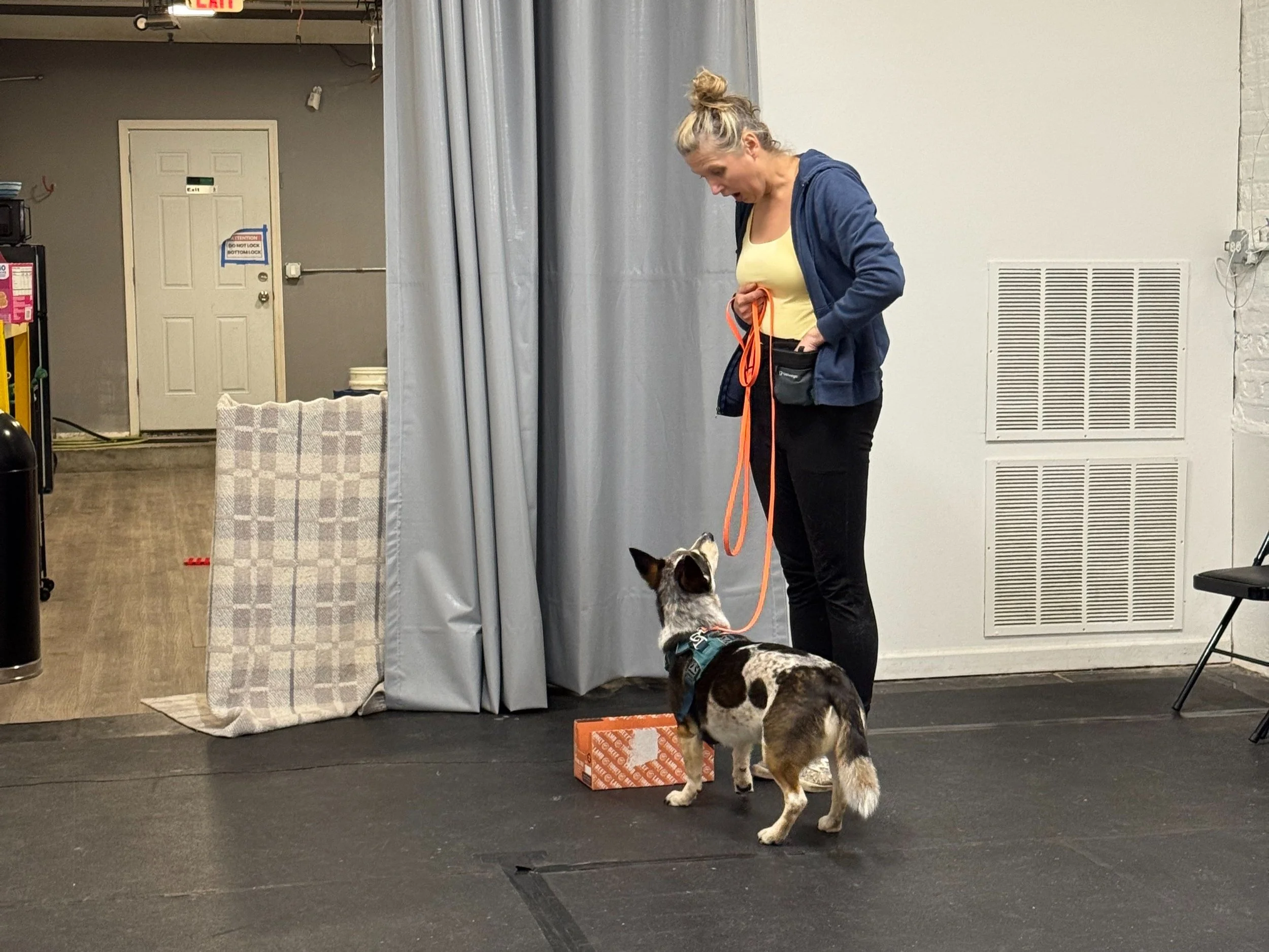 What Kind of Dog Training Does My Dog Need?