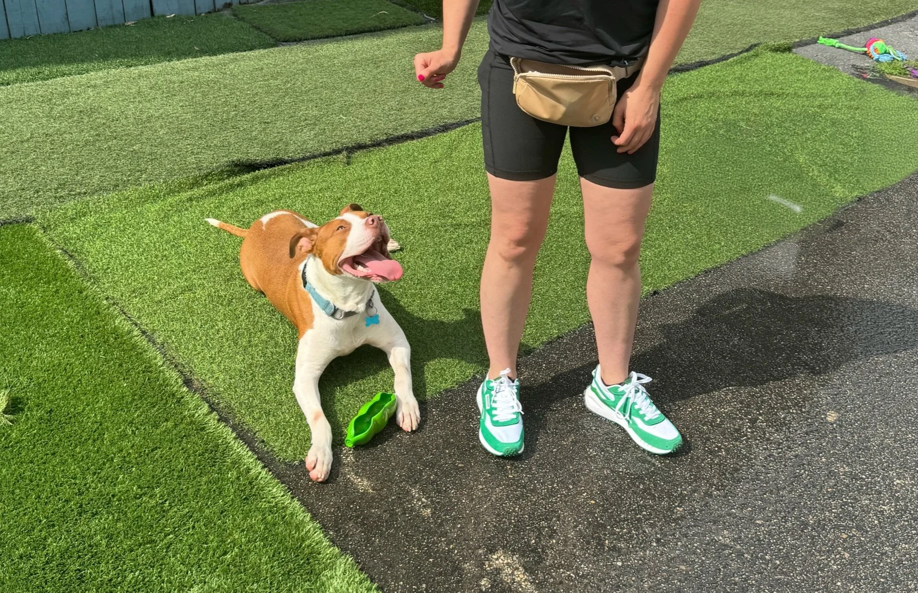 Why Your New Rescue Dog May Not Need Obedience Training Right Away