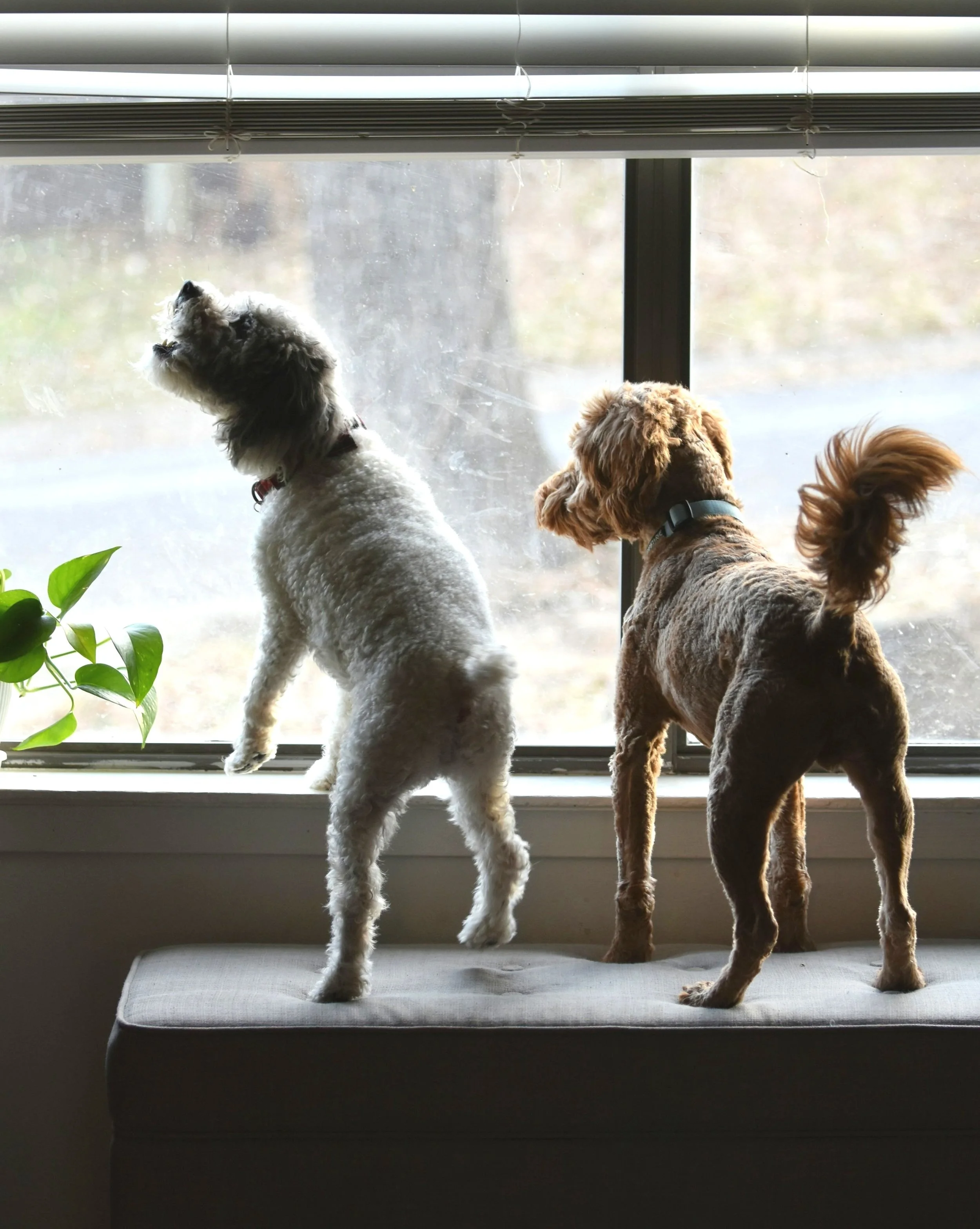 How to Stop Your Dog From Barking Out the Window All Day