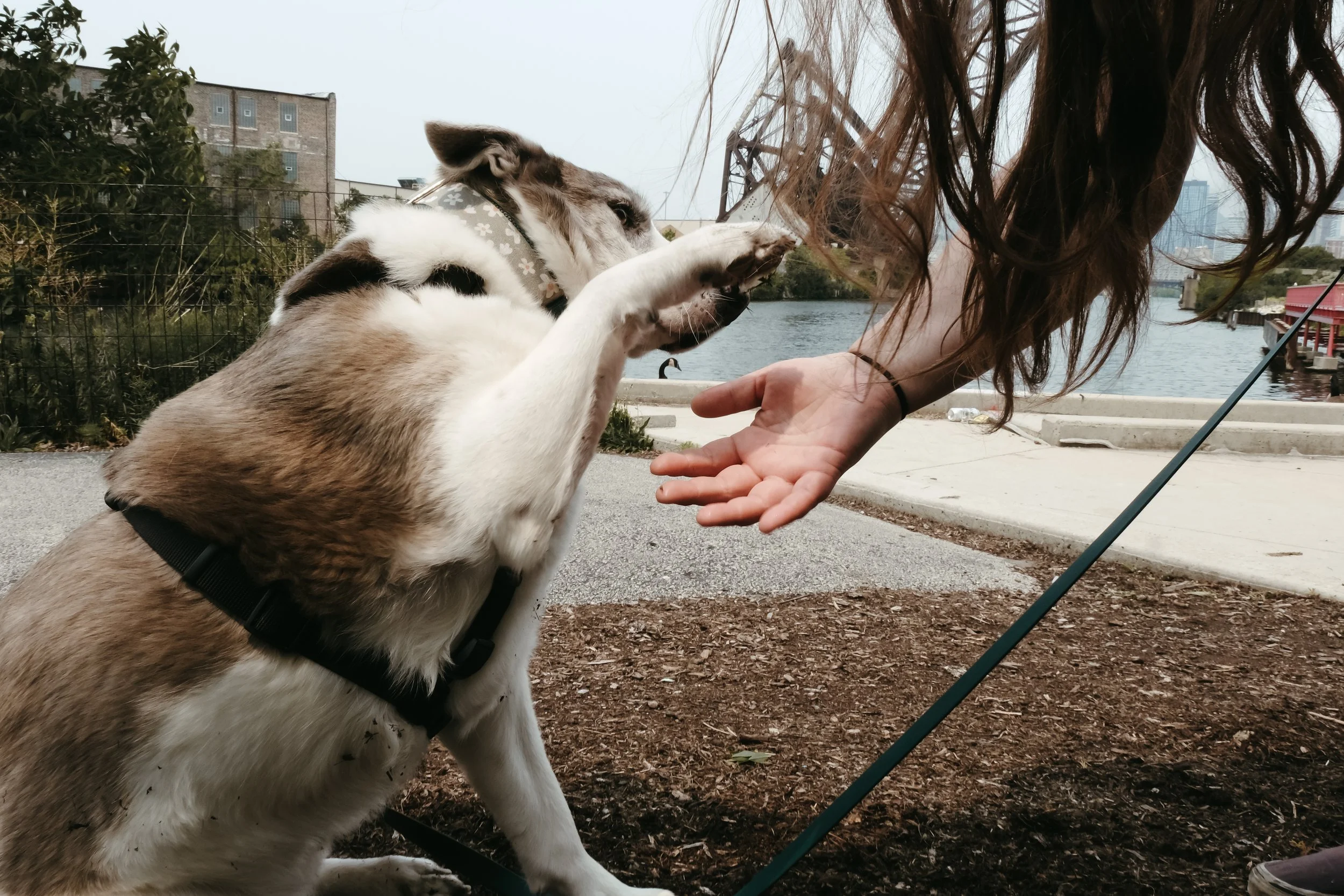 Dog Board and Train in Chicago: The Pros, Cons & Our Alternative