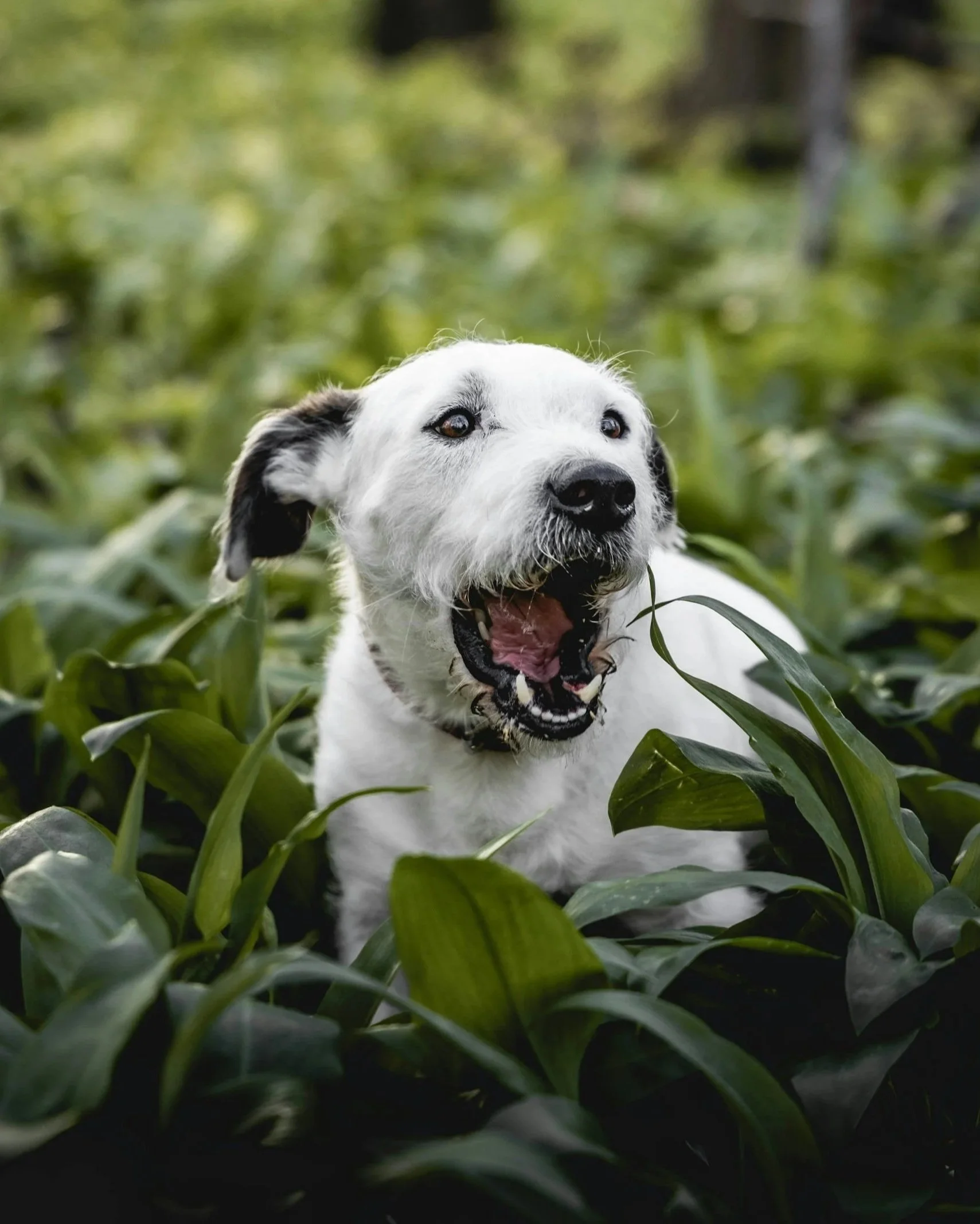 Why Does My Dog Eat Grass?