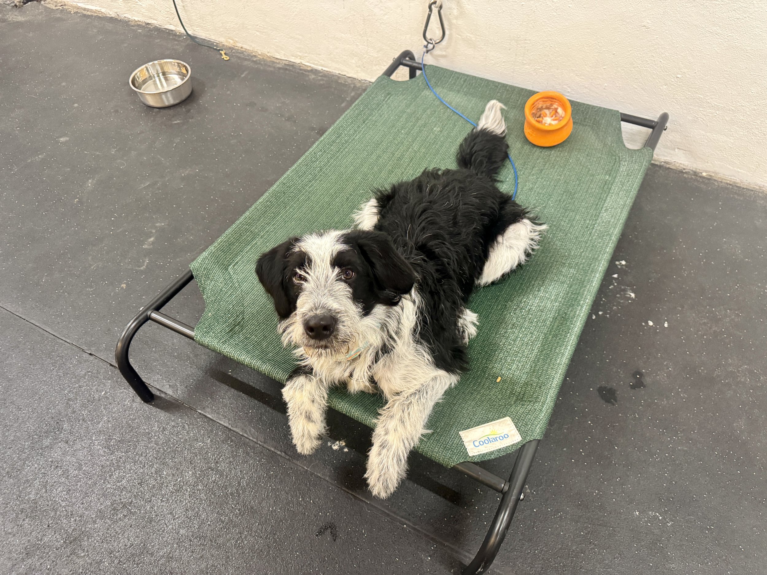 Dog Training When You Work Full Time: What Actually Helps Dogs Learn