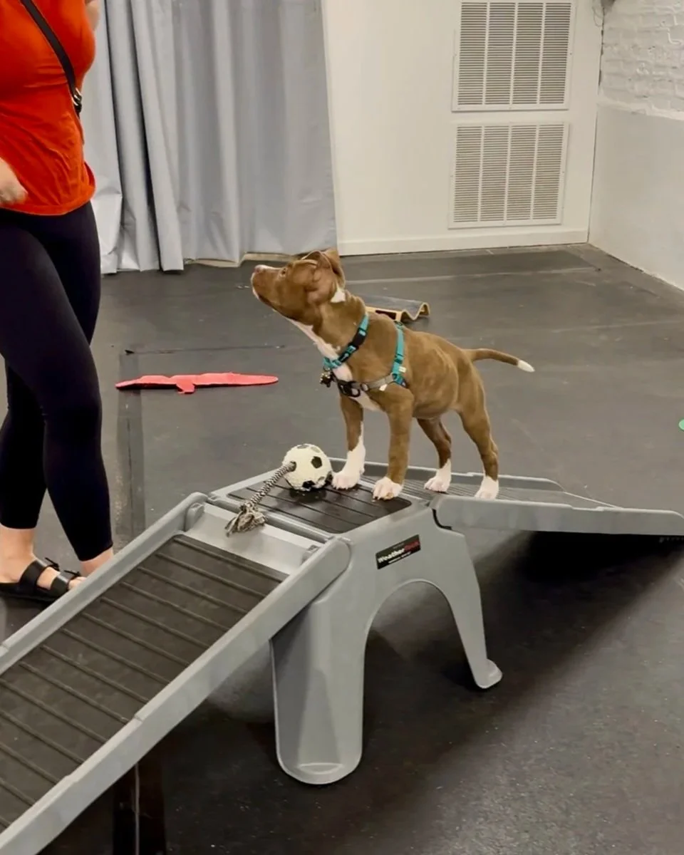 A puppy cautiously walking up a plastic training ramp in a clean and sanitized Chicago dog training studio.