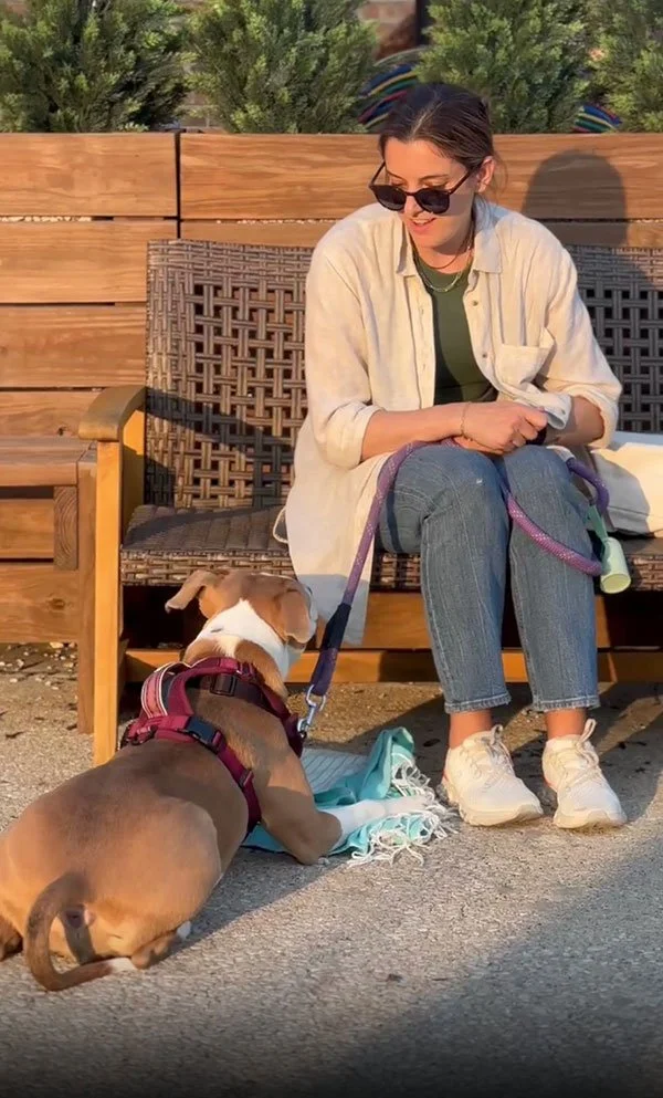 Advanced dog training class in Chicago practicing off leash skills