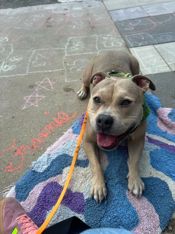 Outdoor dog training class in Chicago park practicing calm behavior