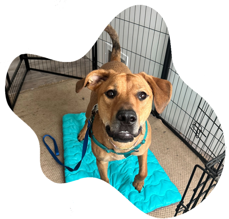 Dog resting during structured downtime in training program
