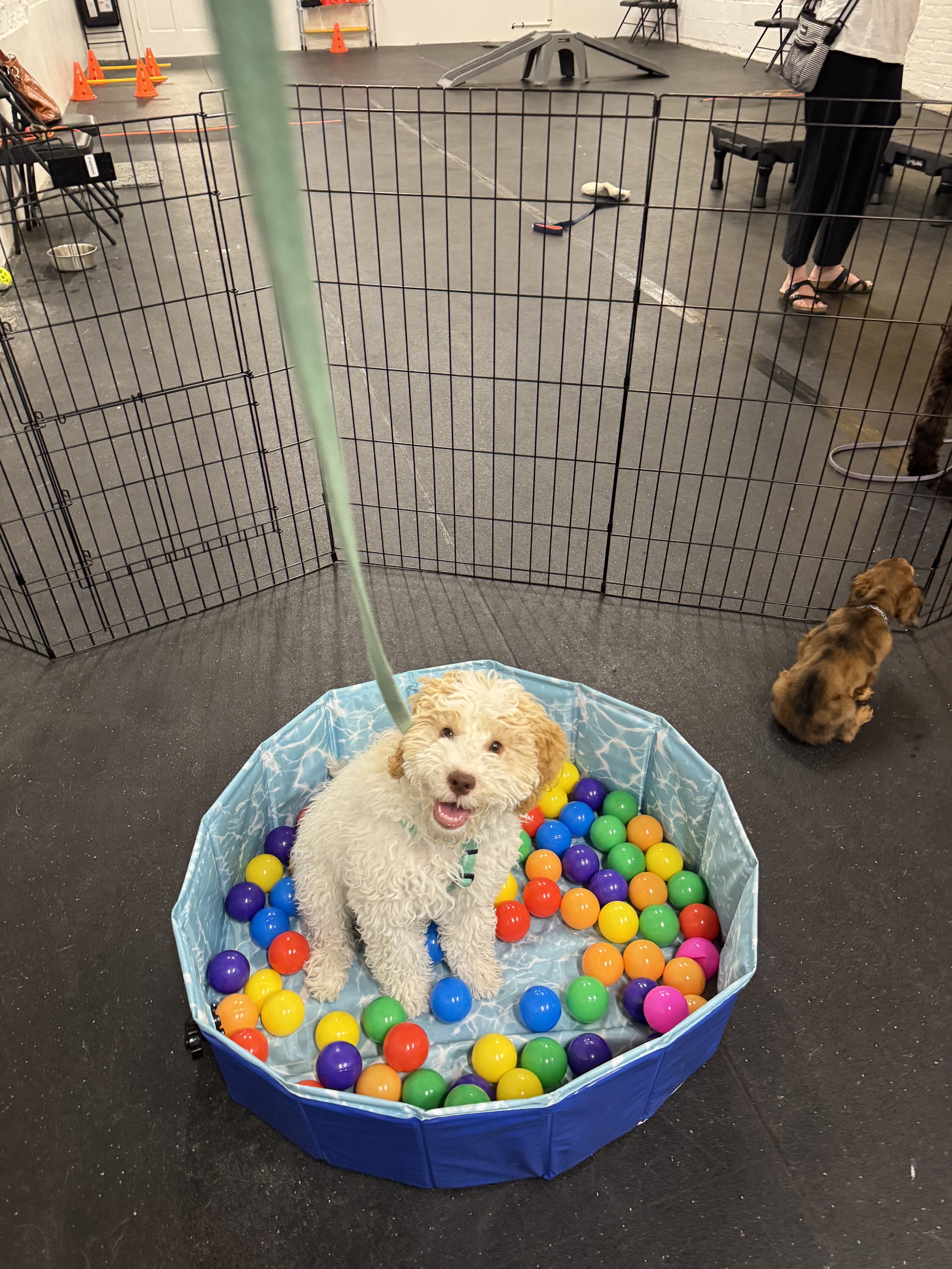Golden retriever puppy attending a small puppy training class in Chicago