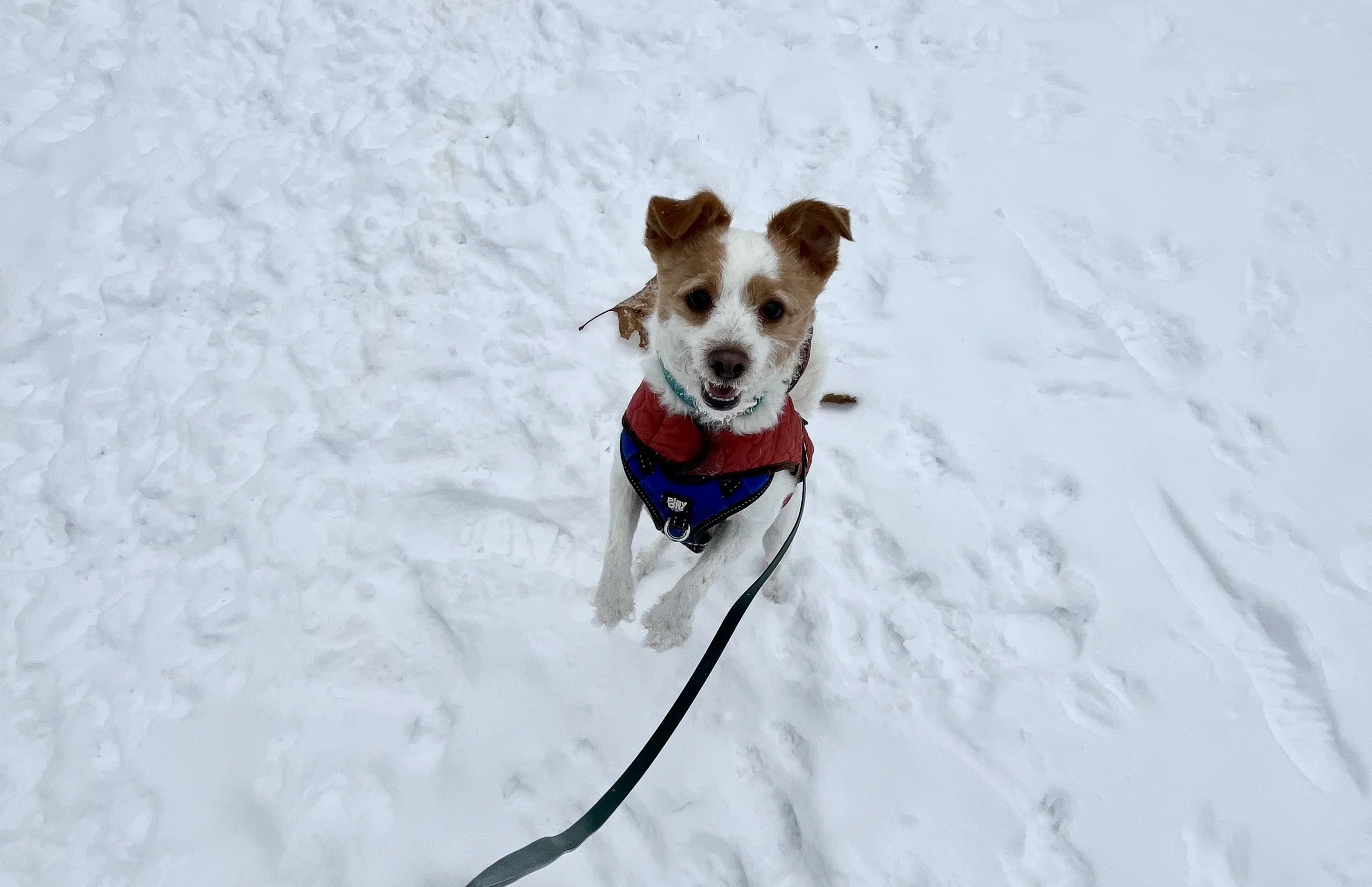 Dog running and playing in the snow outdoors