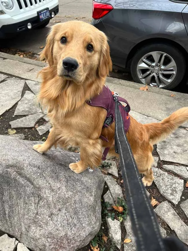 Canine Good Citzen dog trainer in Chicago