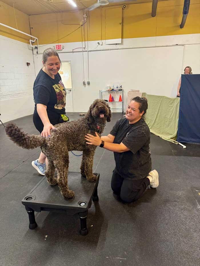 Trainer helping a reactive dog practice confidence-building exercises in an indoor training facility.