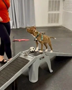 Puppy practicing confidence around new objects in a training class