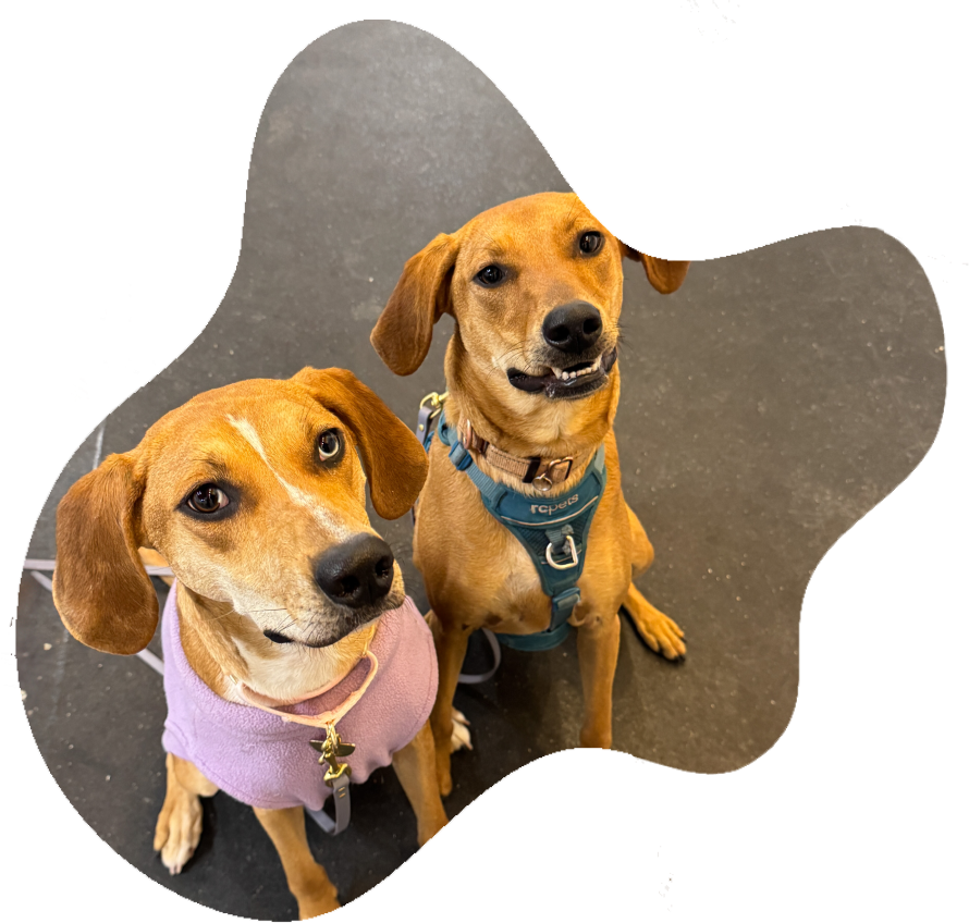 Two dogs sitting together during a structured drop-off training session in Avondale, Chicago.