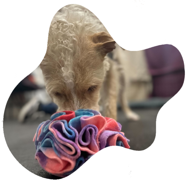 Dog using snuffle mat for calming enrichment during training